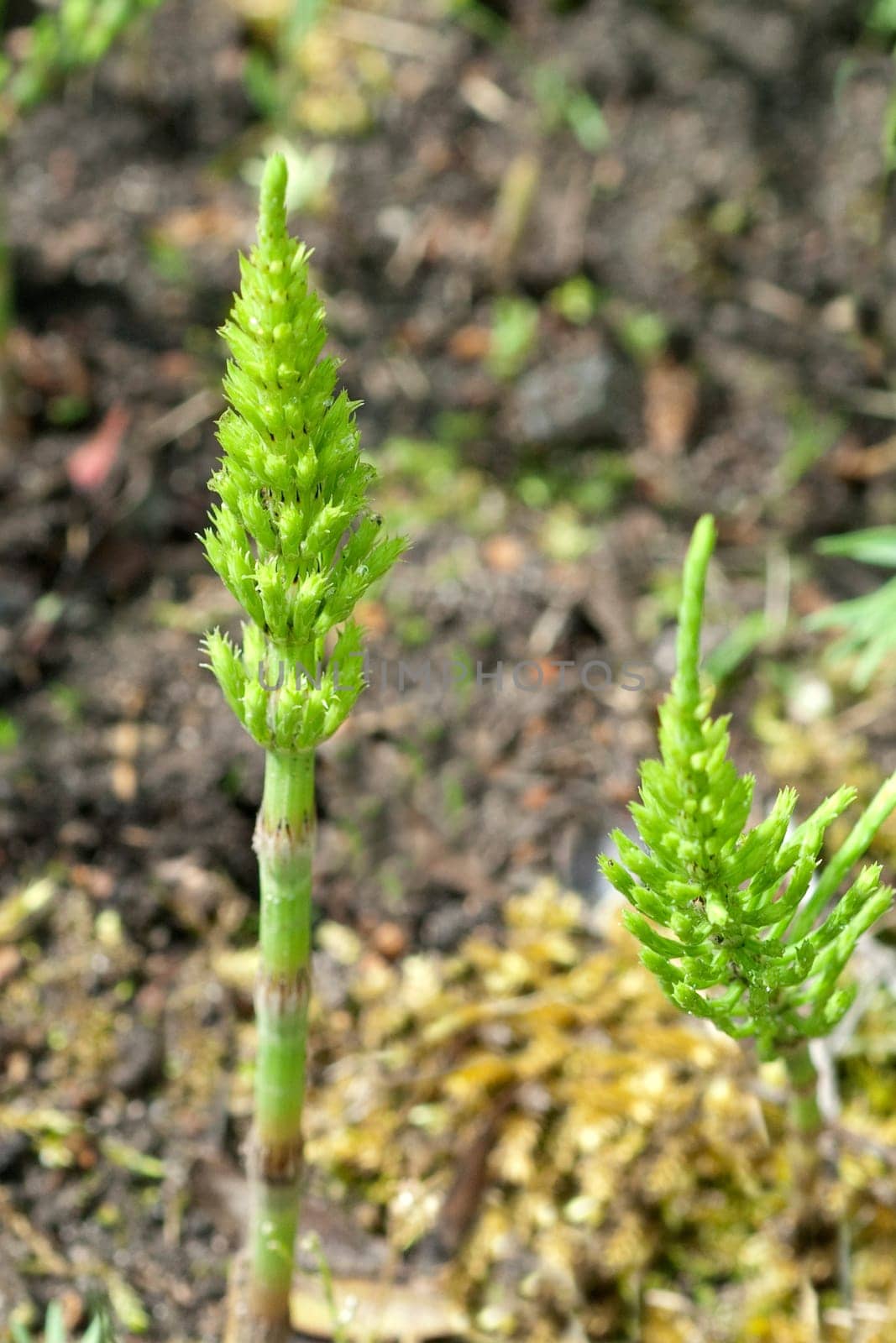 Ackerschachtelhalm  Equisetum  arvense  Keimling, Sproessling, Sprosse, Jungpflanze