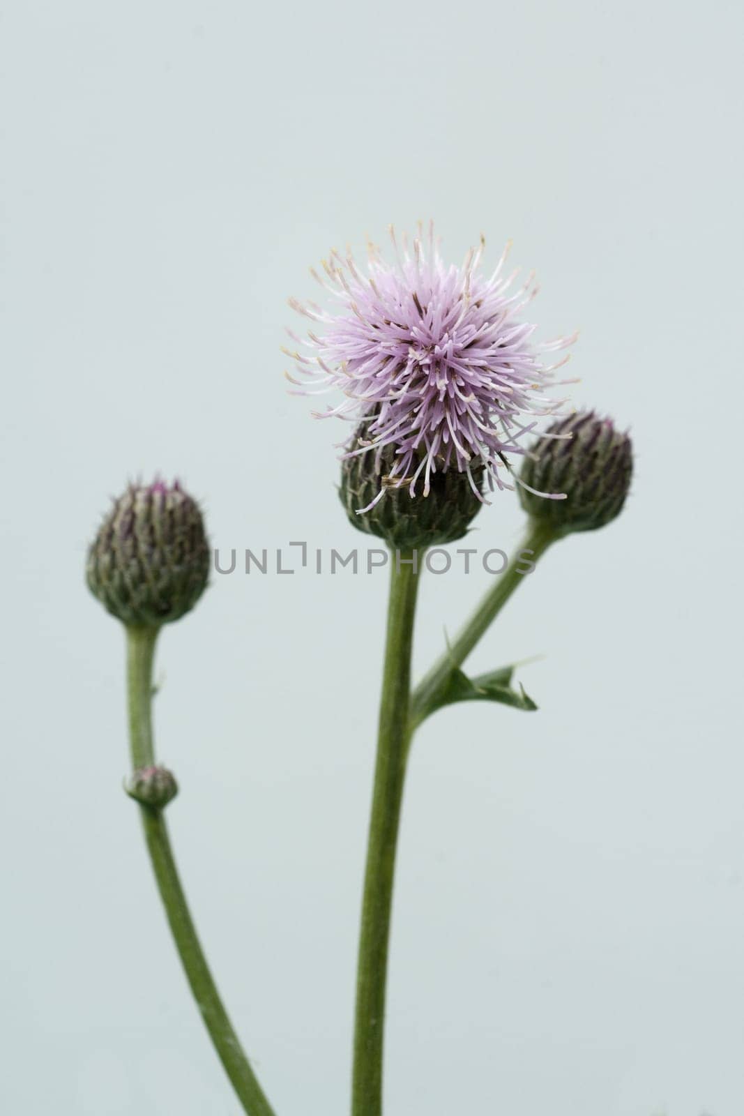 Acker-Kratzdistel