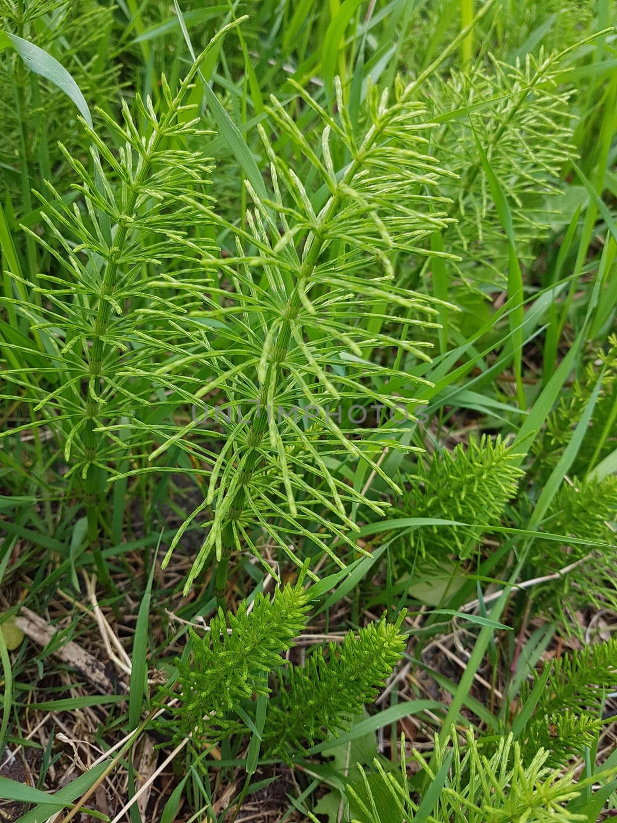 Ackerschachtelhalm  Equisetum  arvense