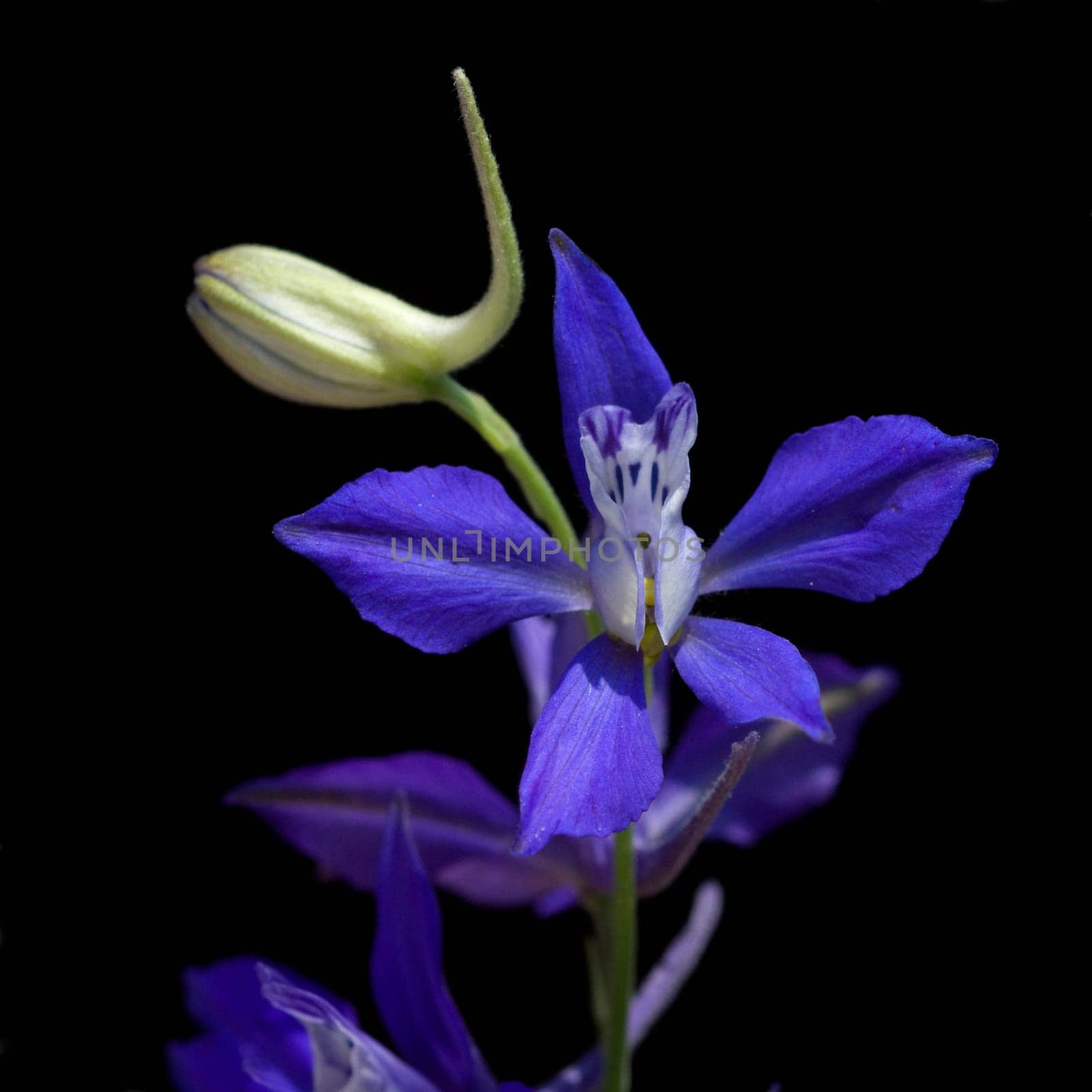 Ackerrittersporn  consolida ajacis  Wildform