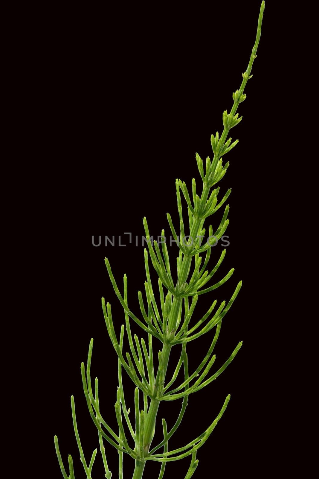 Ackerschachtelhalm  Equisetum  arvense