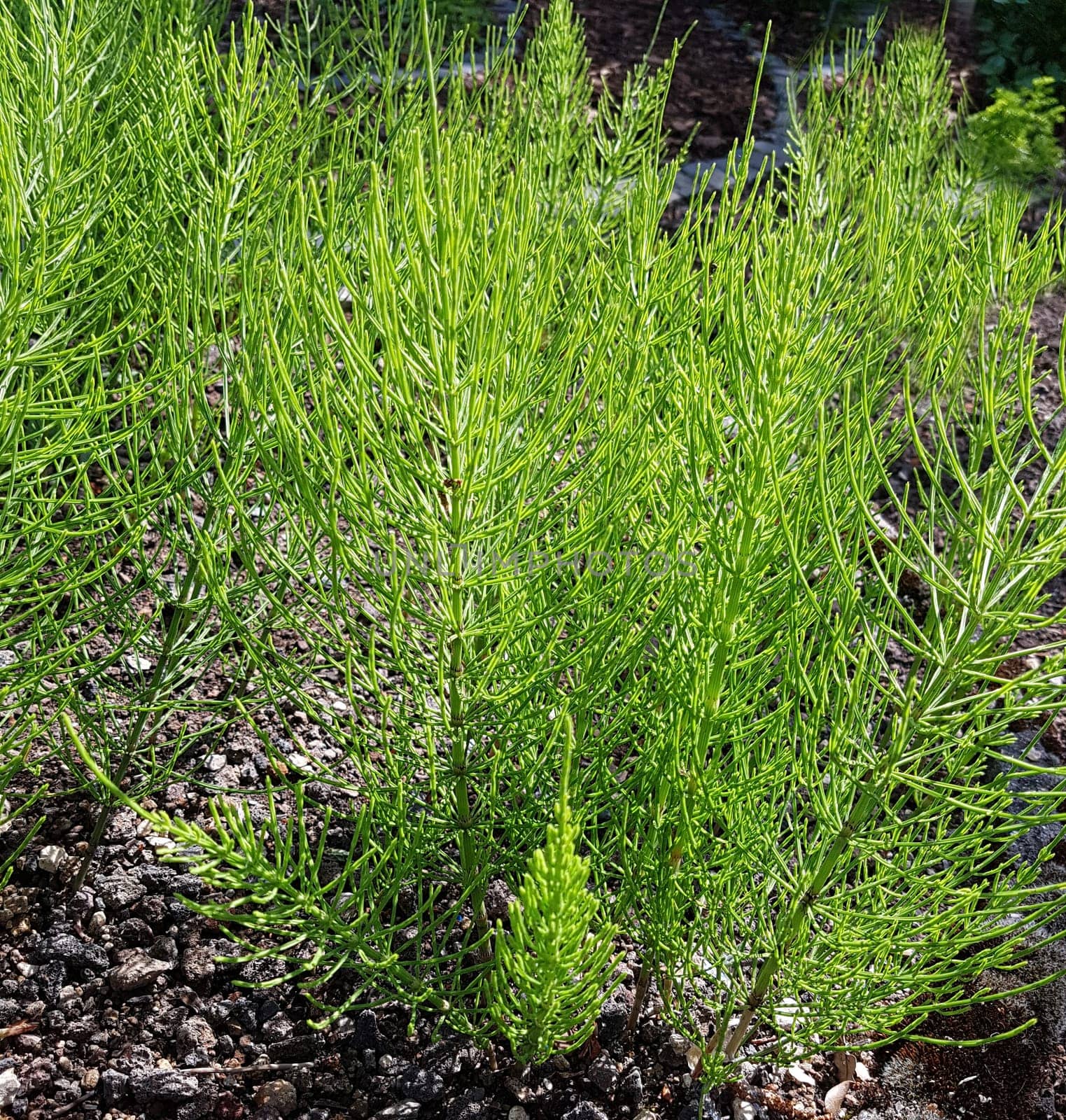 Ackerschachtelhalm  Equisetum  arvense