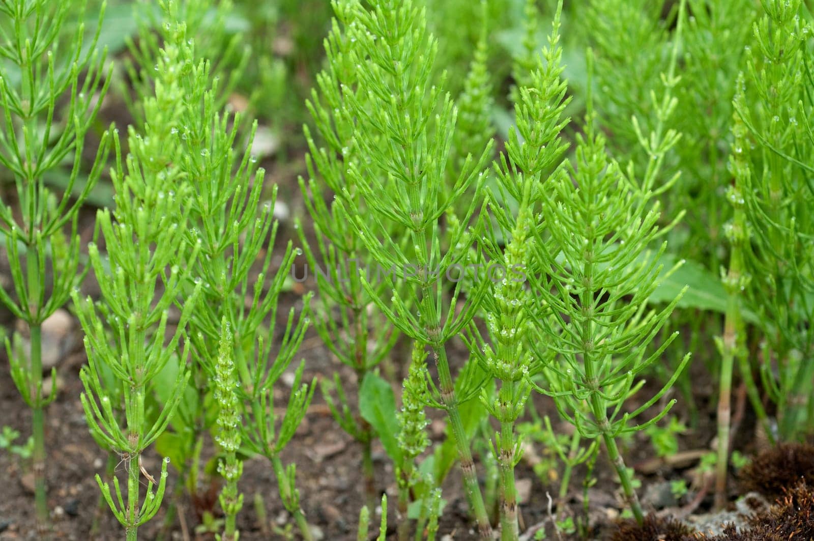 Ackerschachtelhalm  Equisetum  arvense  Keimling, Sproessling, Sprosse, Jungpflanze