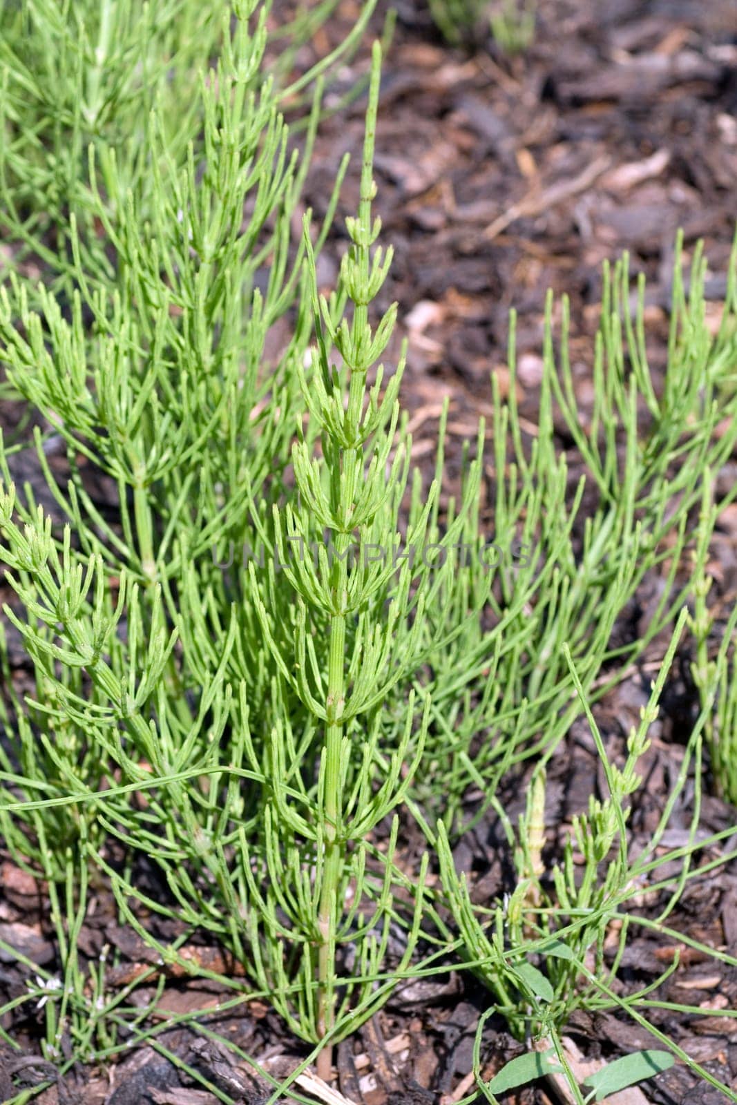 Ackerschachtelhalm  Equisetum arvense