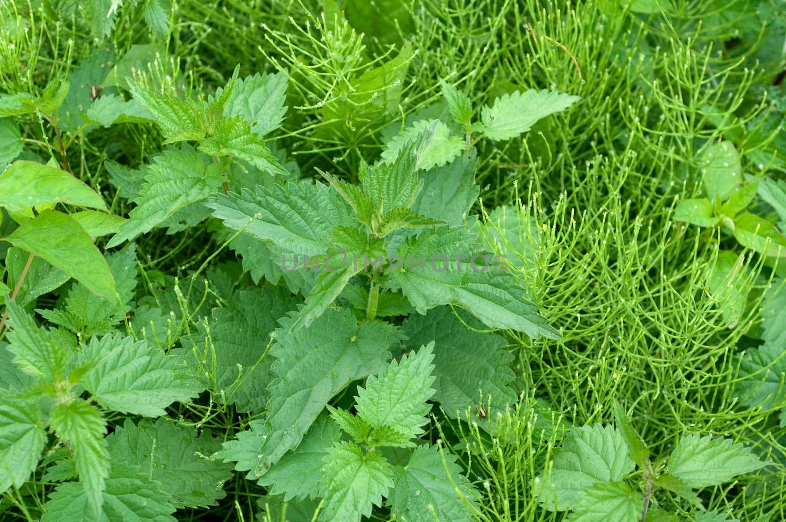 Ackerschachtelhalm, Brennnessel, Urtica Dioica