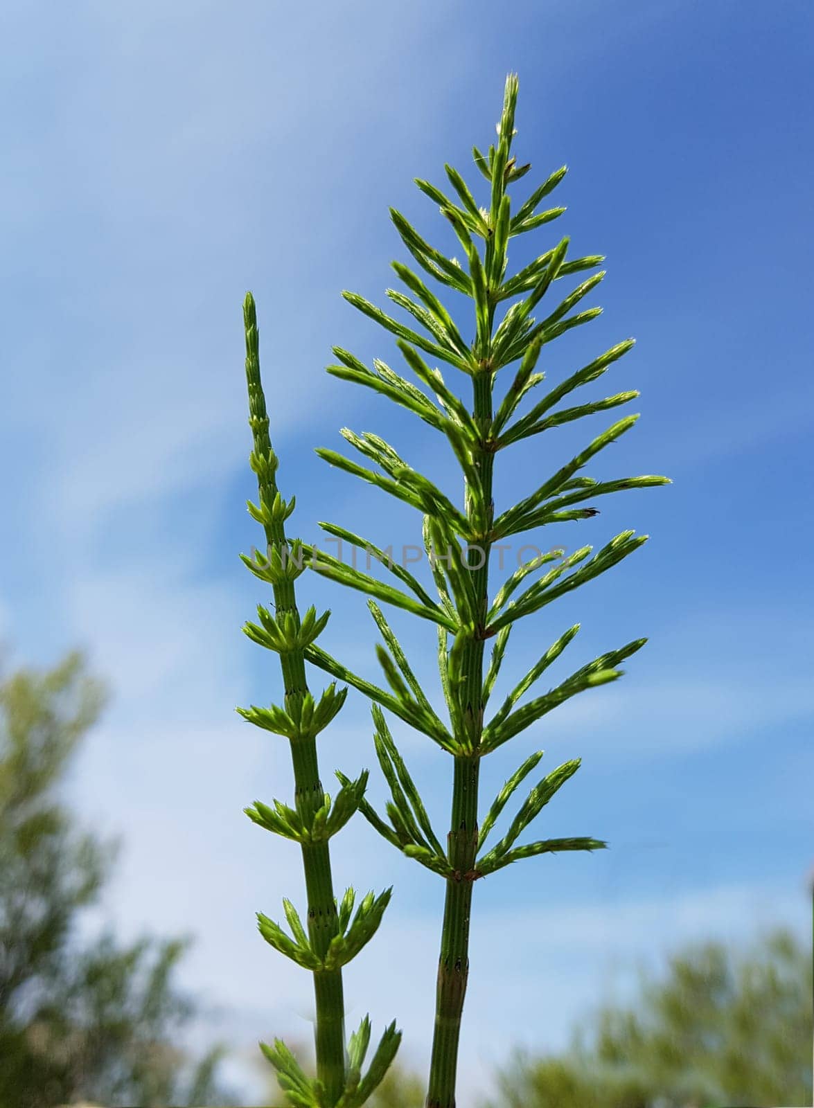 Ackerschachtelhalm  Equisetum  arvense