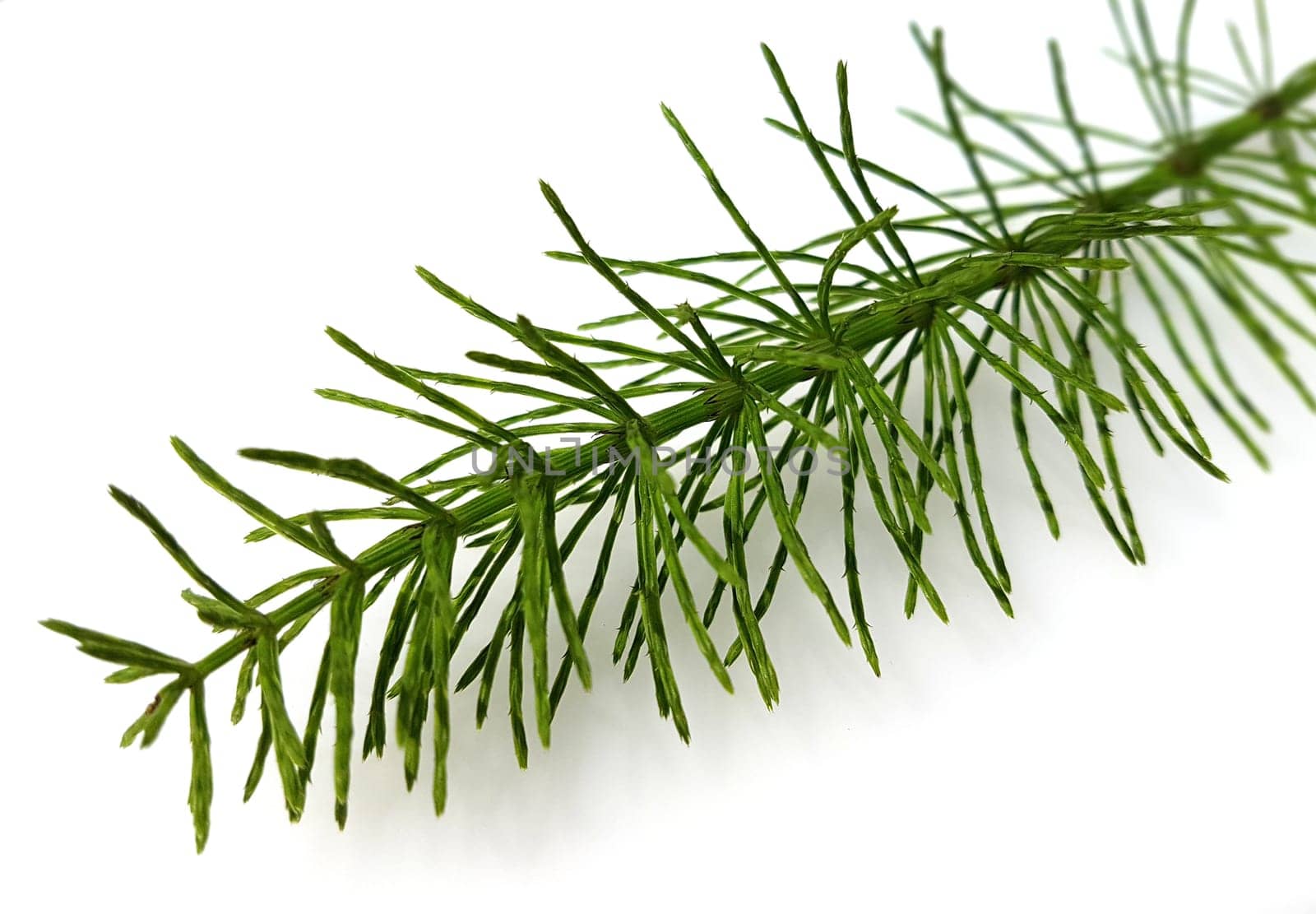 Ackerschachtelhalm  Equisetum  arvense