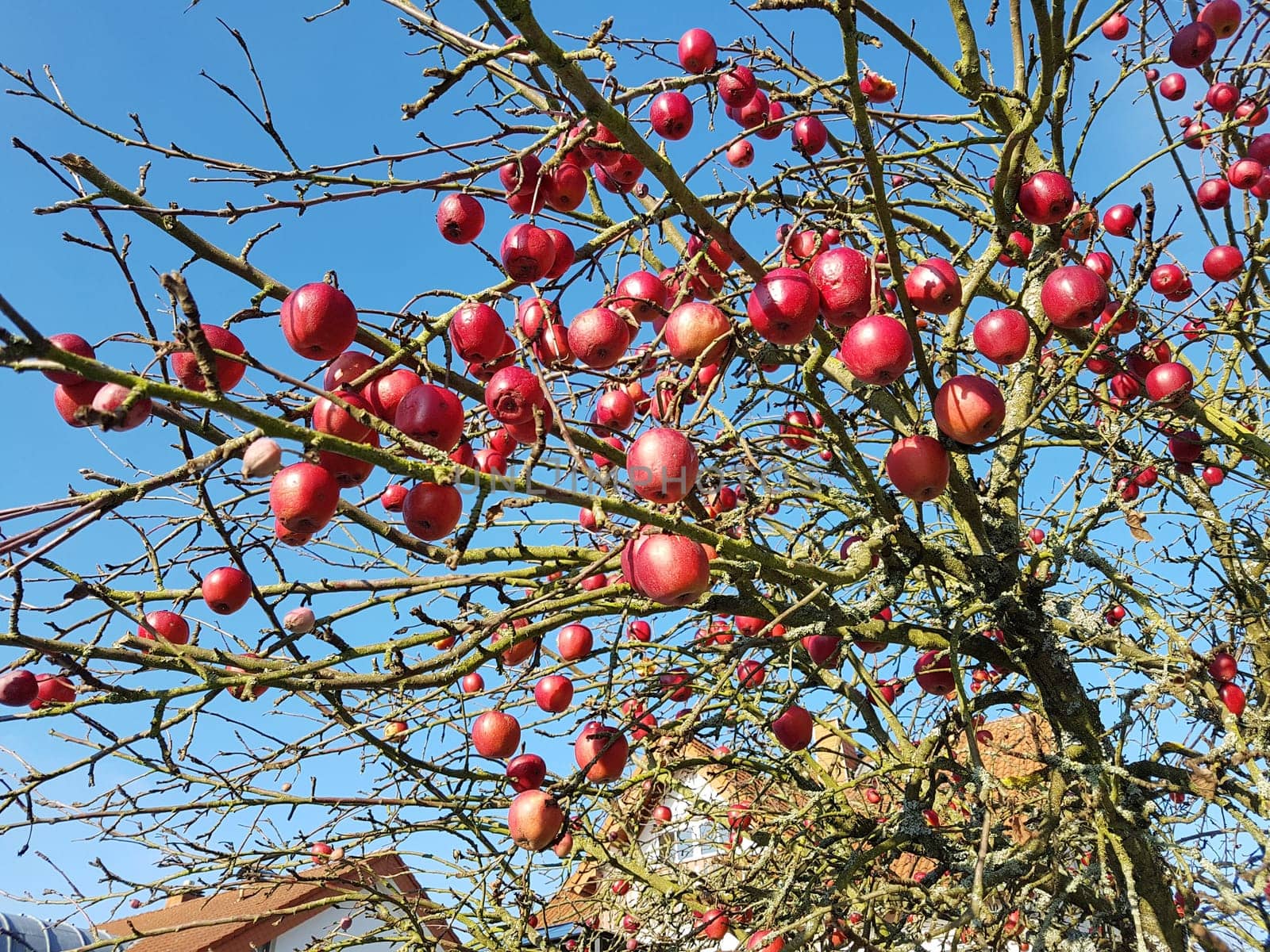 Apfel, Malus domestica ist eine heimische wohlschmeckende Frucht. Apple, Malus domestica is a local, tasty fruit.