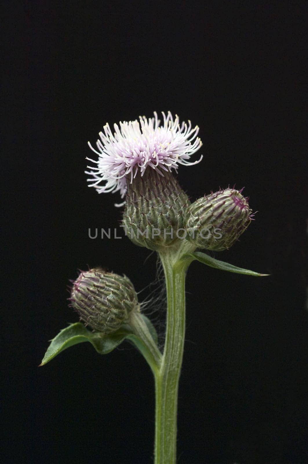 Acker-Kratzdistel, Cirsium arvense, Ackerkratzdistel