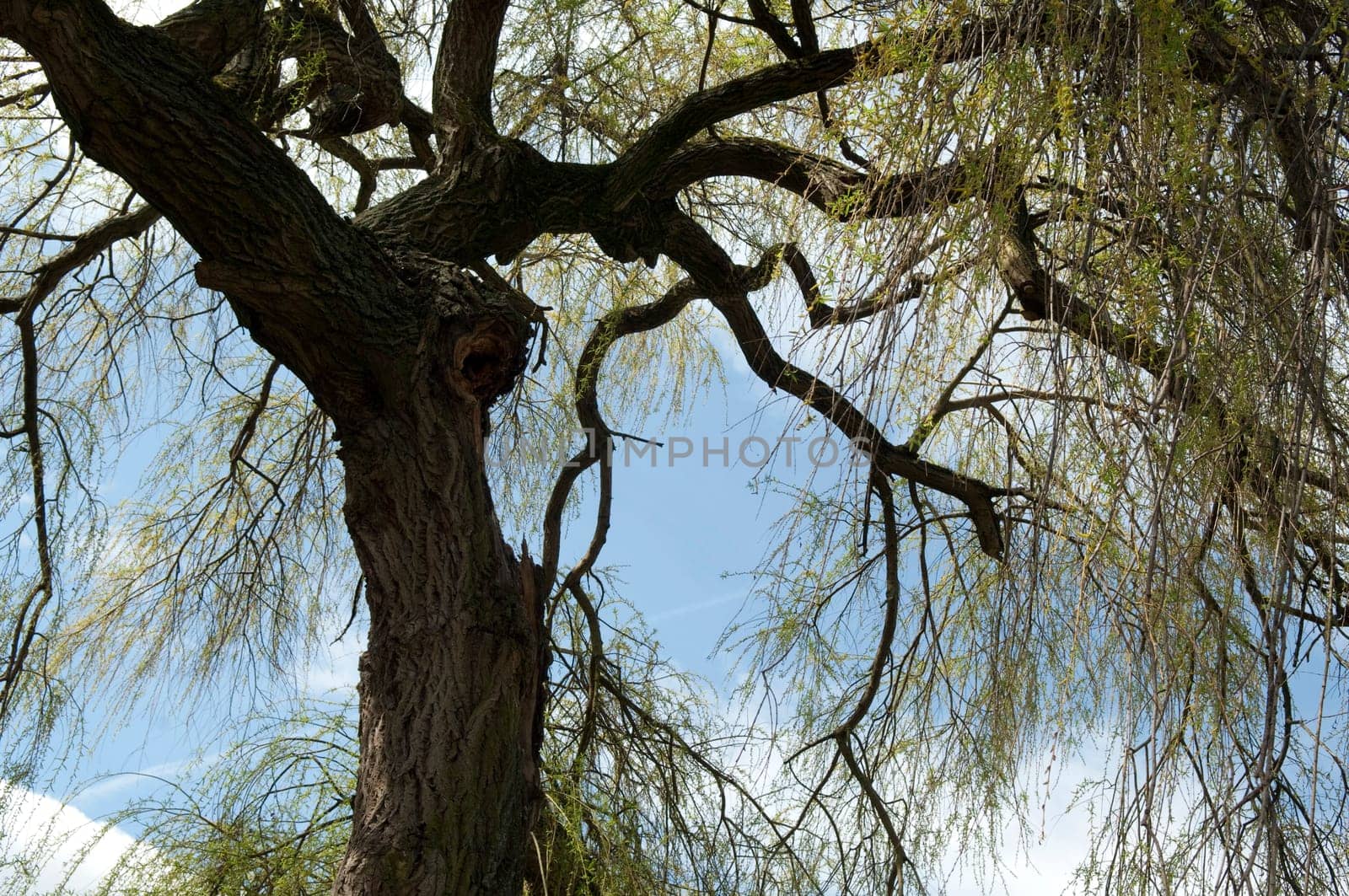 Aeste, Trauerweide, Salix babylonica