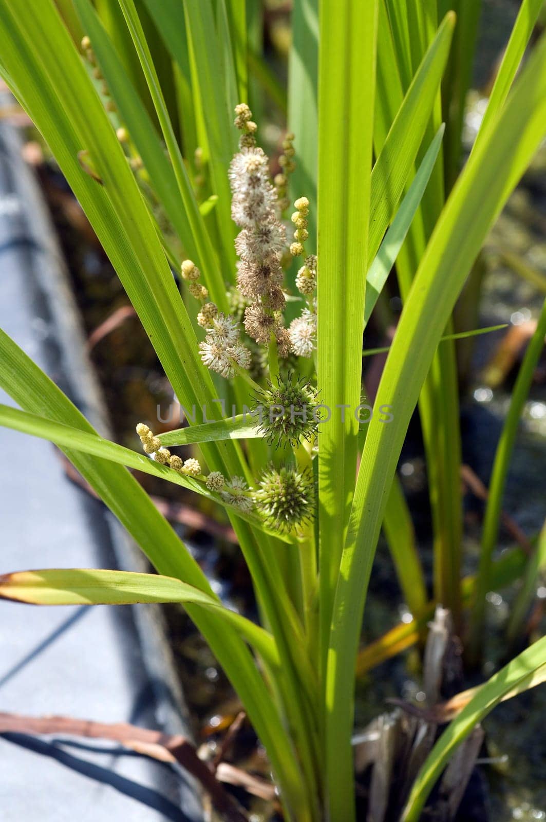 Aestiger Igelkolben  Sparganium erectum