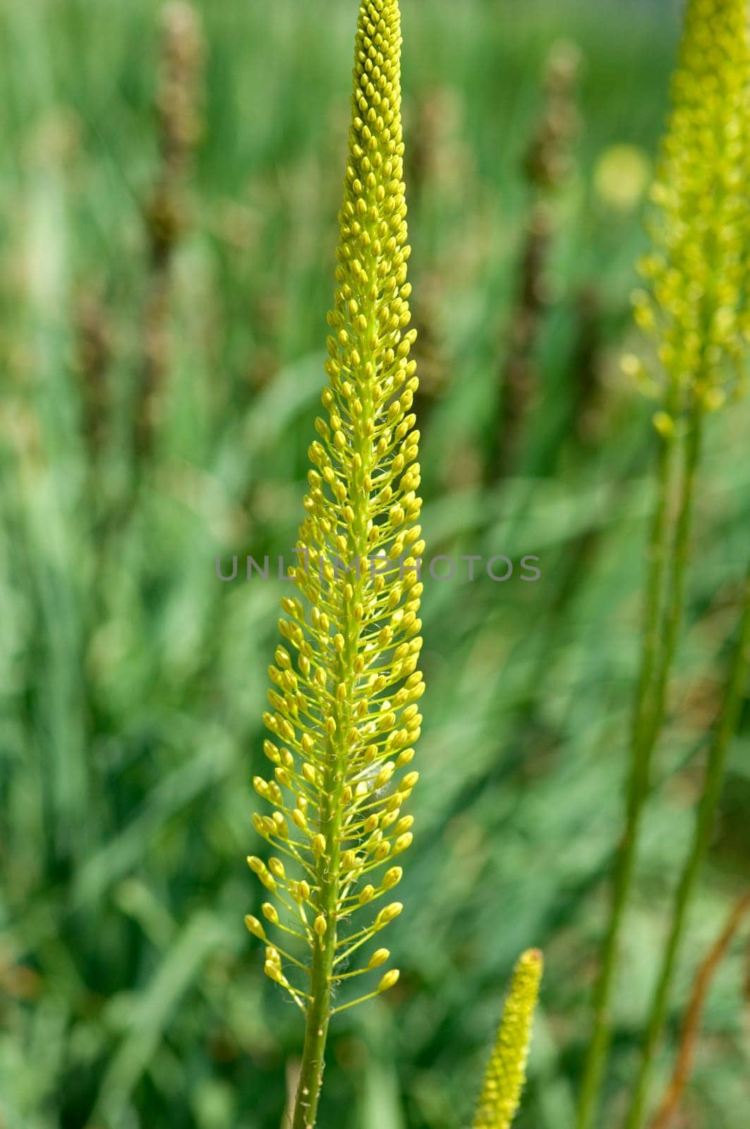 Afganistan - Steppenkerze  Steppenlilie  Steppenkerze  Eremurus stenophyllus