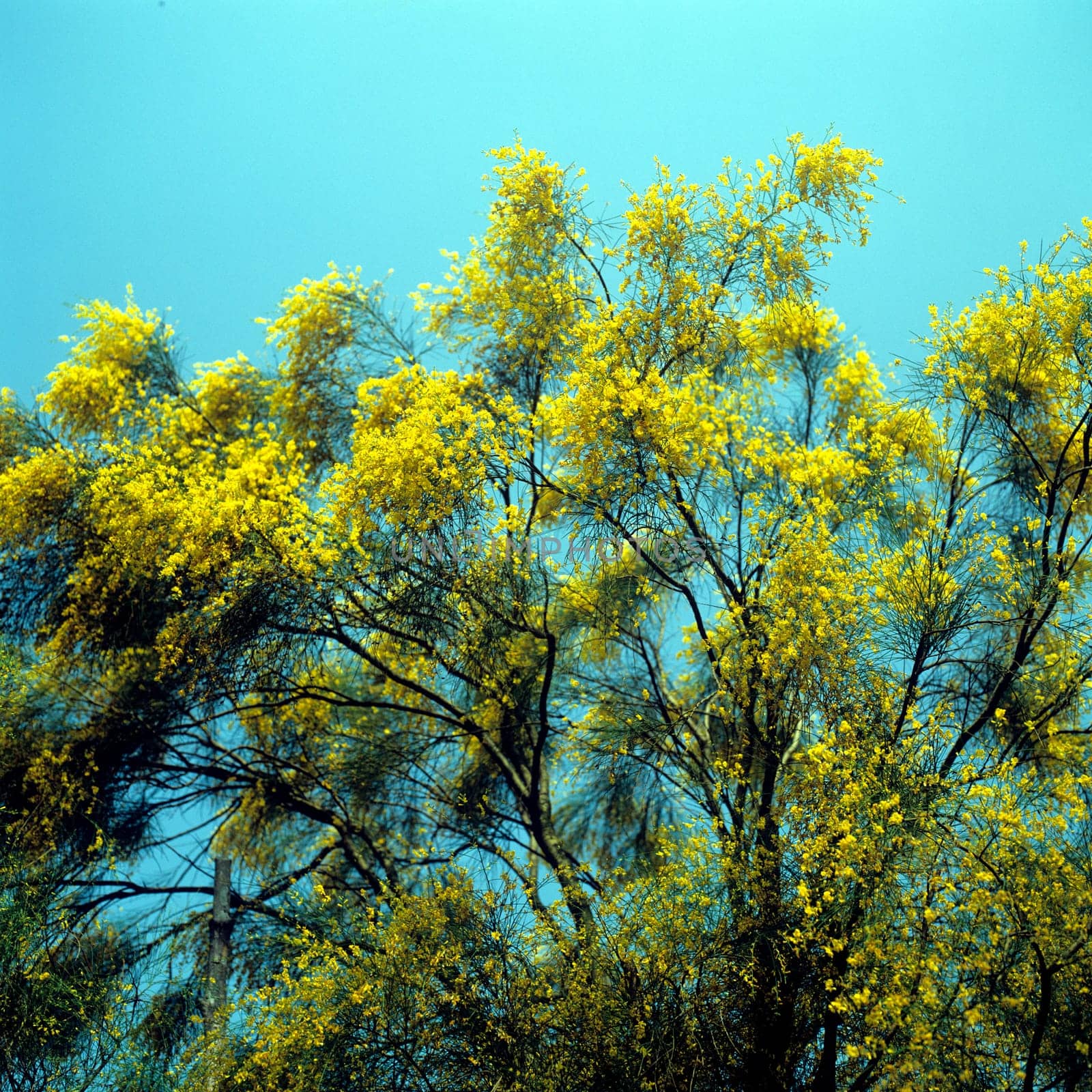 Aetna-Ginster, Genista aetnensis