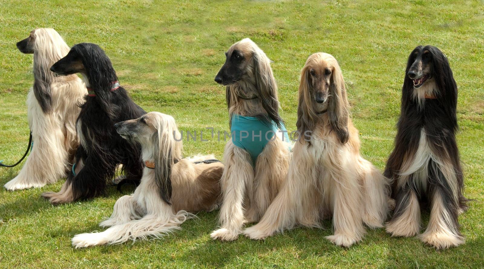 Afghanischer  Windhund