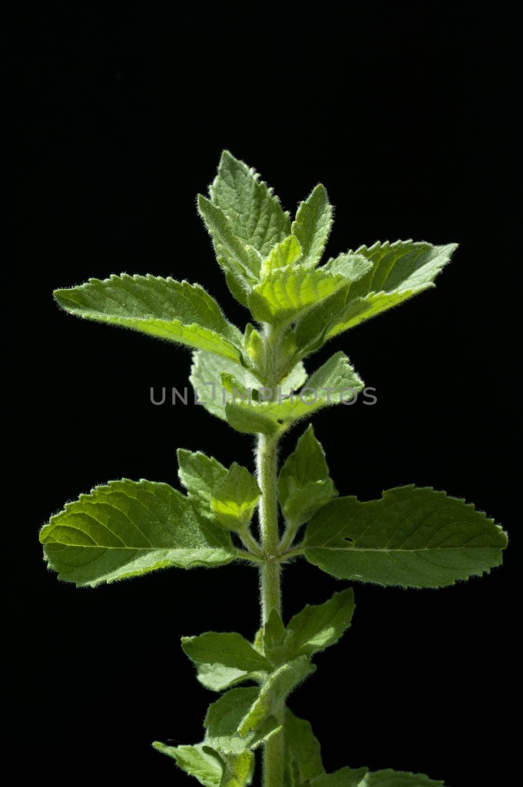 Ackerminze, Japanische Minze,  Mentha arvensis