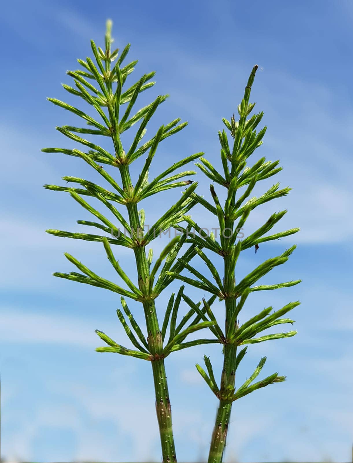 Ackerschachtelhalm  Equisetum  arvense