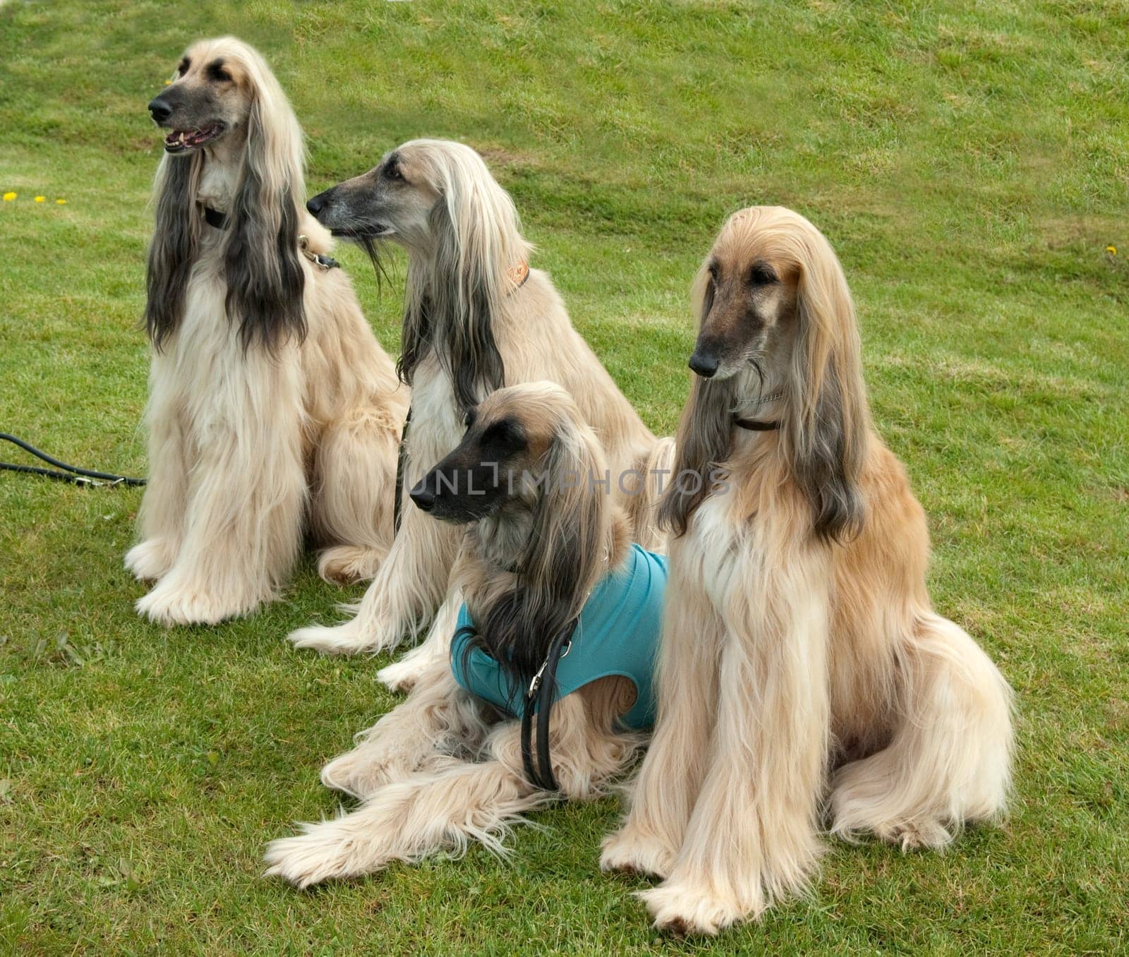 Afghane  Afghanischer  Windhund