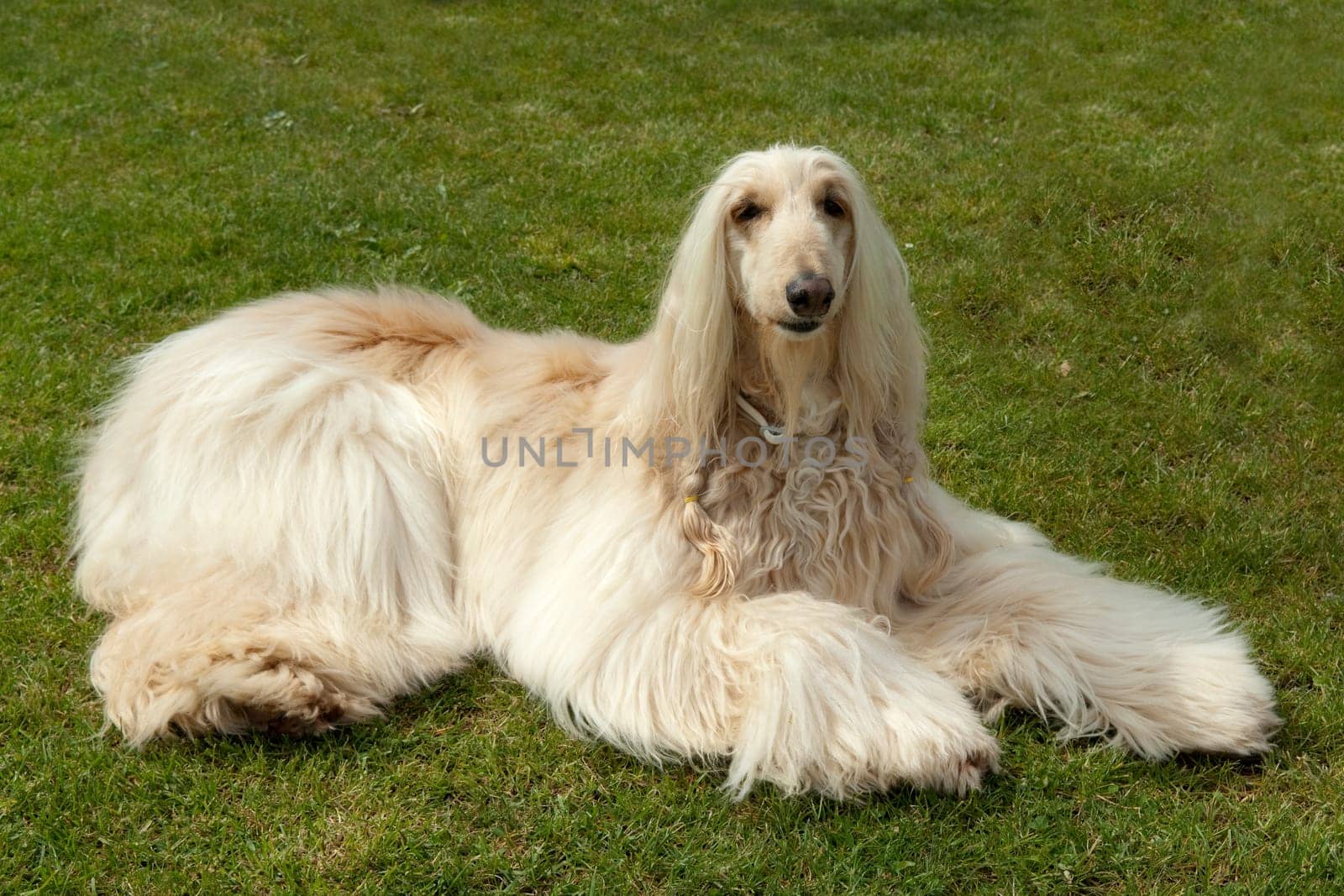 Afghane  Afghanischer  Windhund