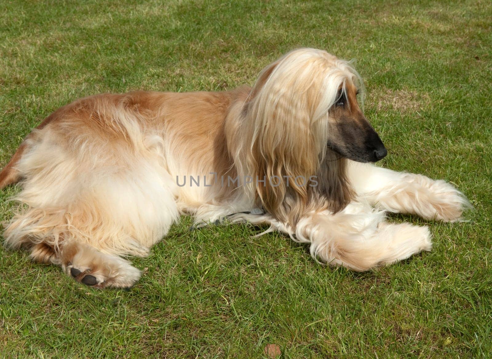 Afghane  Afghanischer  Windhund
