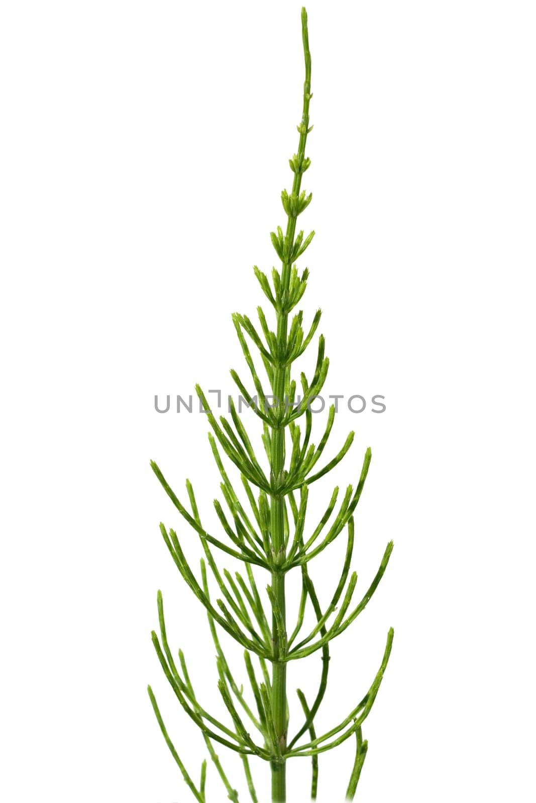Ackerschachtelhalm  Equisetum  arvense