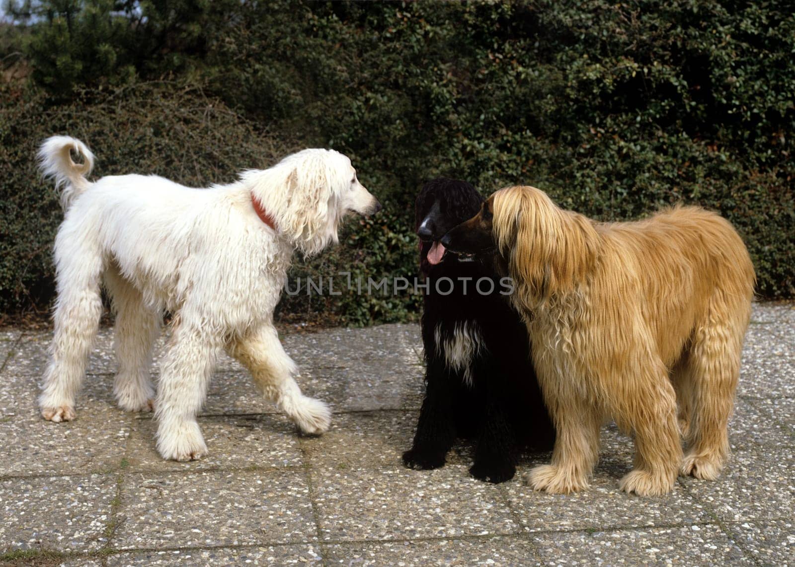 Afghane  Afghanischer  Windhund