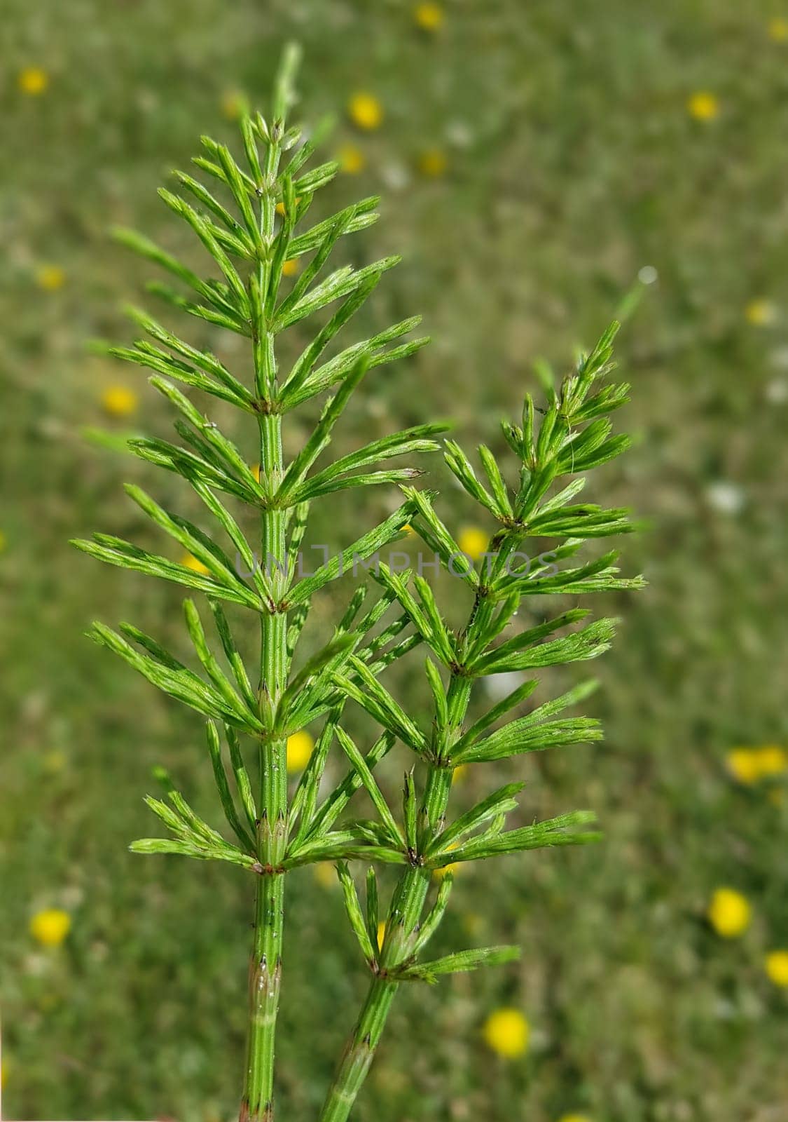 Ackerschachtelhalm  Equisetum  arvense