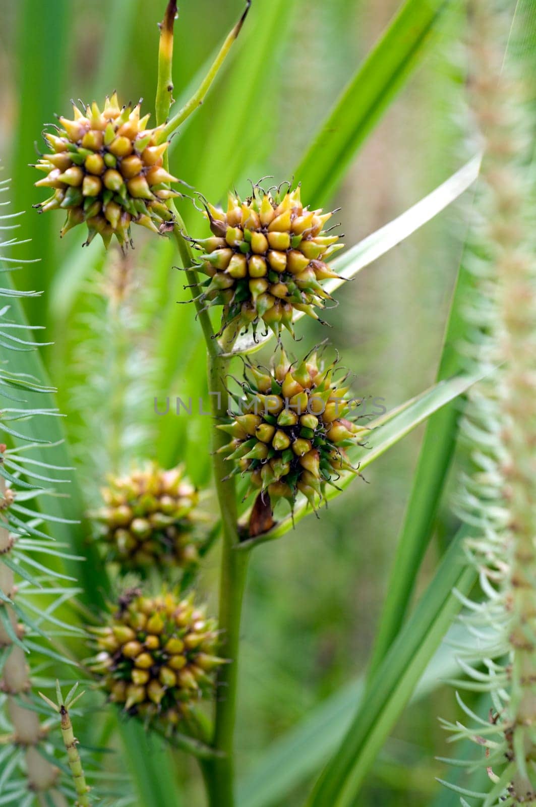 Aestiger Igelkolben  Sparganium erectum