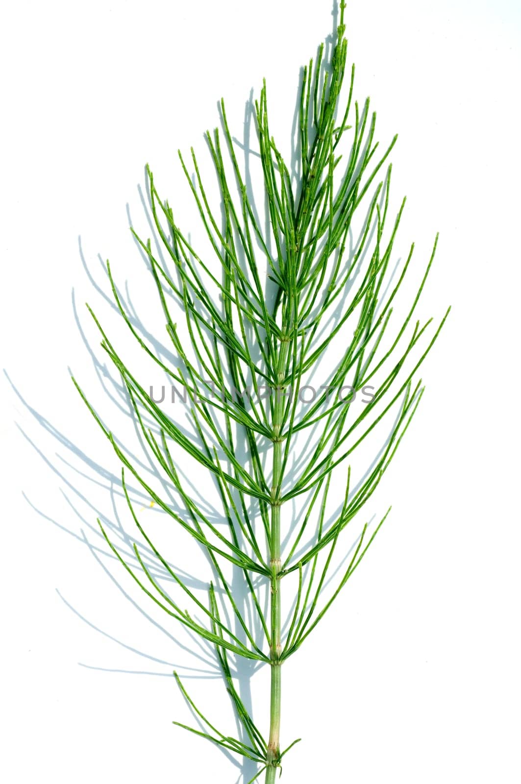 Ackerschachtelhalm  Equisetum arvense