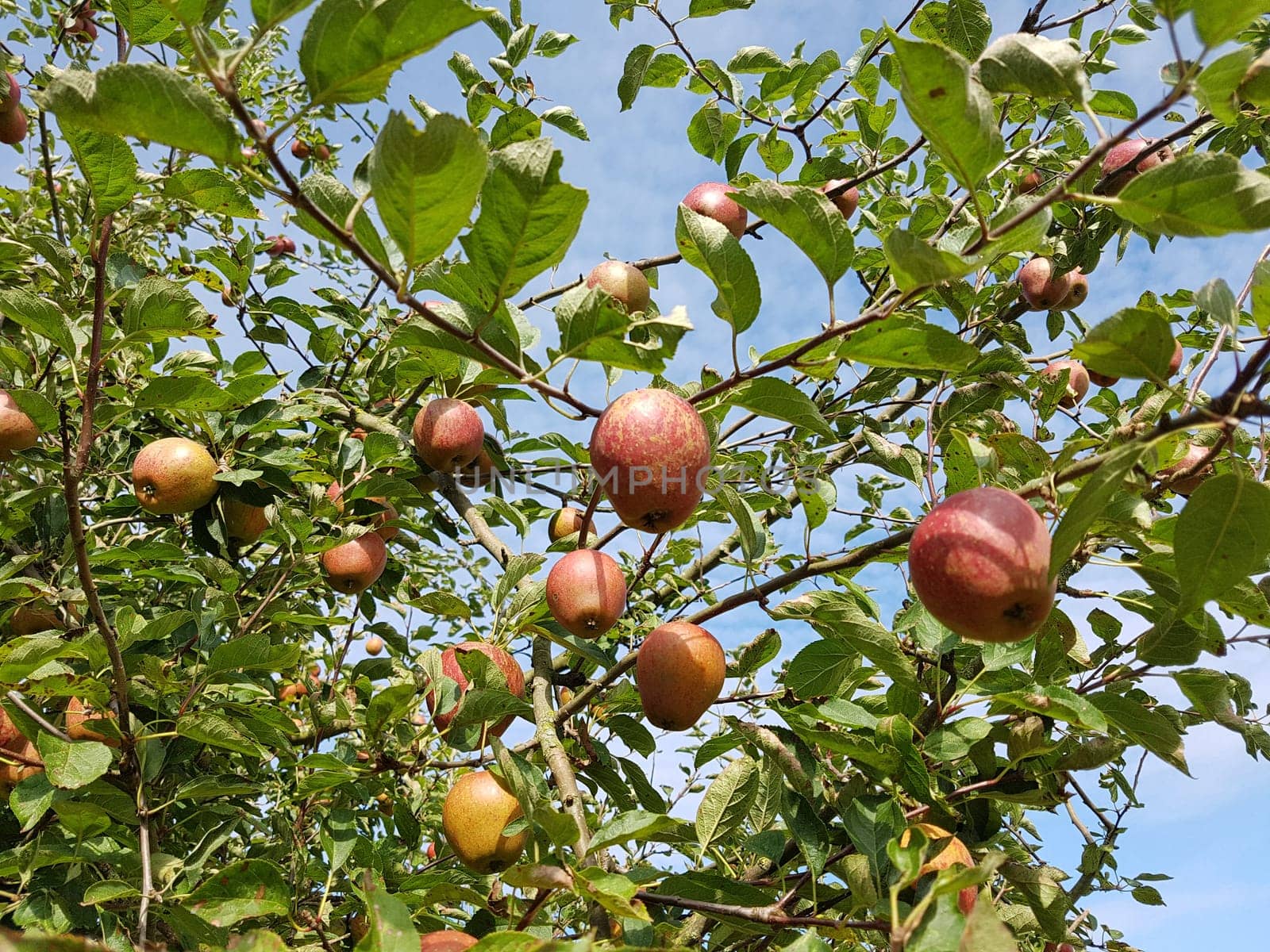 Adams Parmaene, Apfel, Malus, domestica