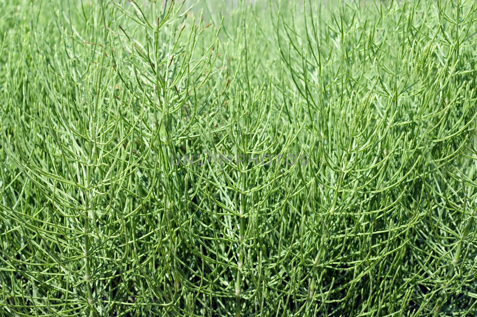 Ackerschachtelhalm, Equisetum arvense