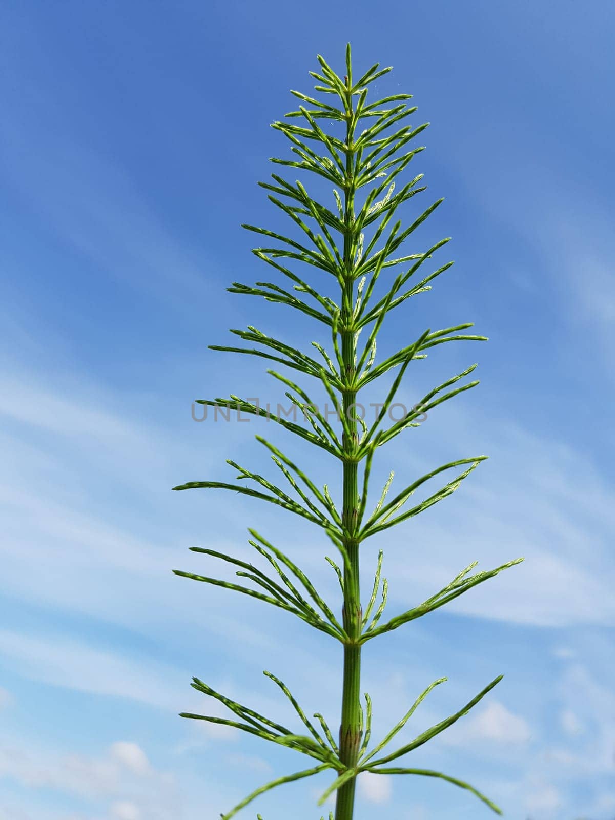 Ackerschachtelhalm  Equisetum  arvense