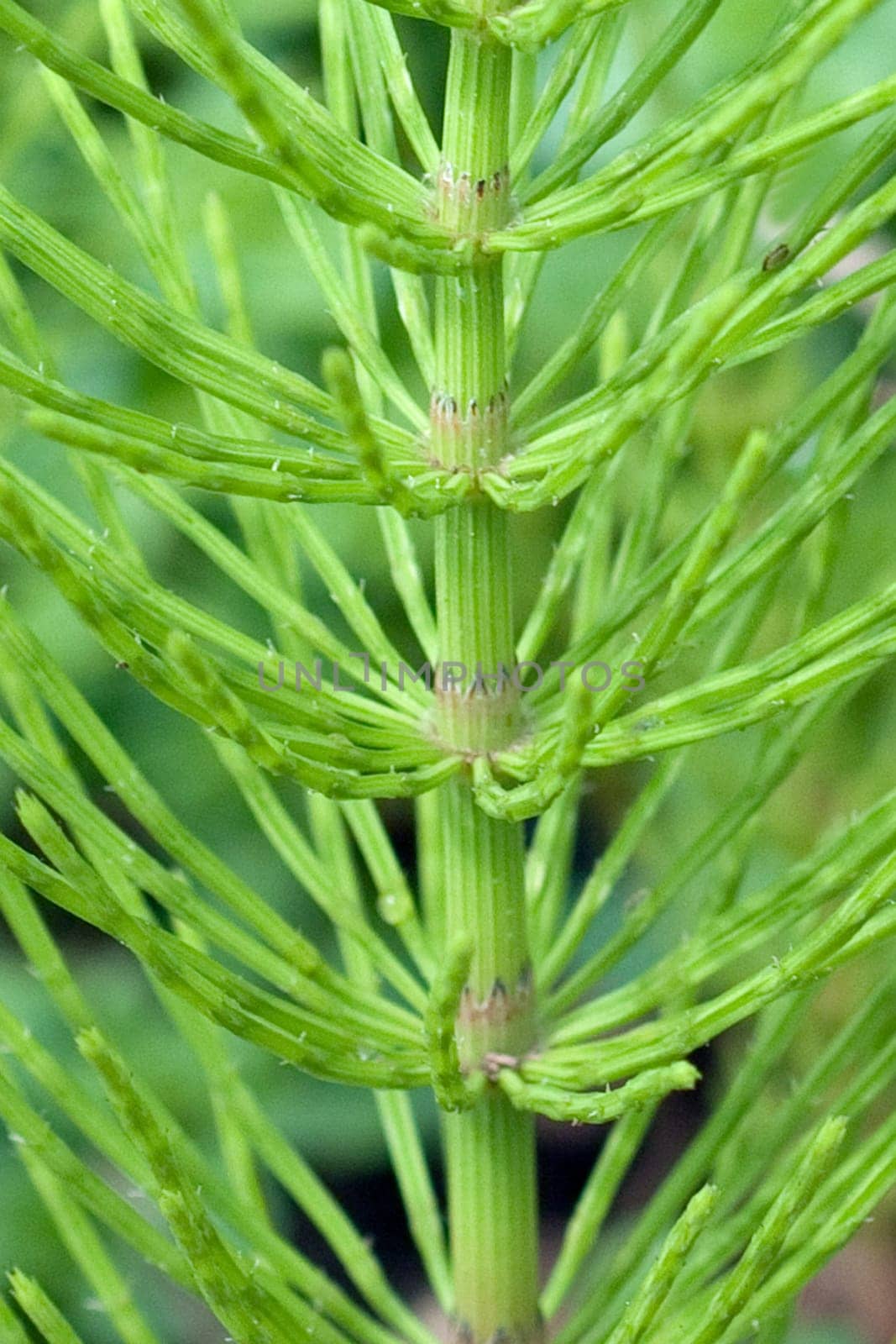 Ackerschachtelhalm  Equisetum  arvense