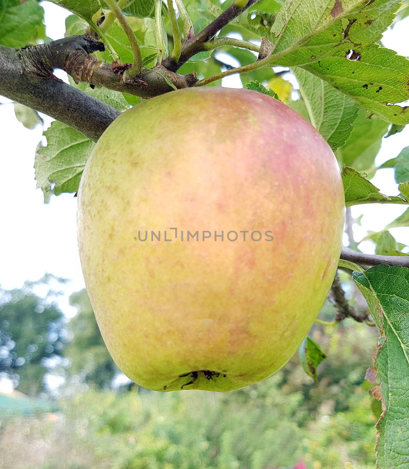 Adersleber Calvill, Apfel, Malus, domestica, Alte Apfelsorte