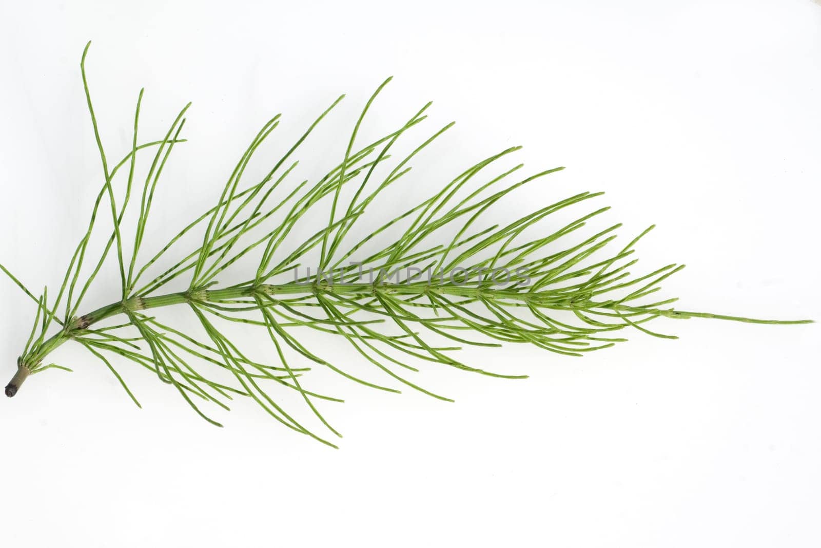 Ackerschachtelhalm  Equisetum arvense