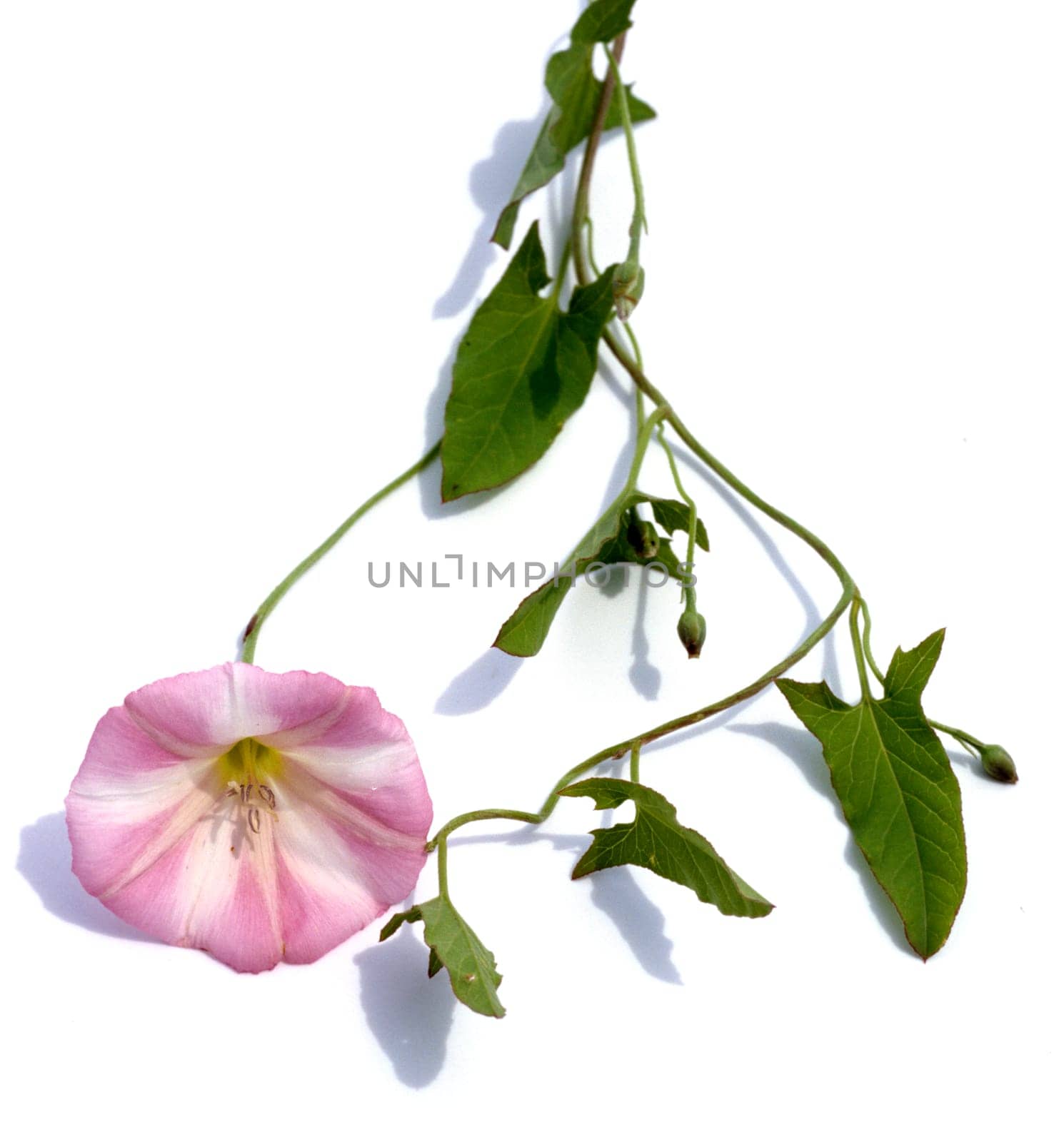 Ackerwinde  Convolvulus arvensis
