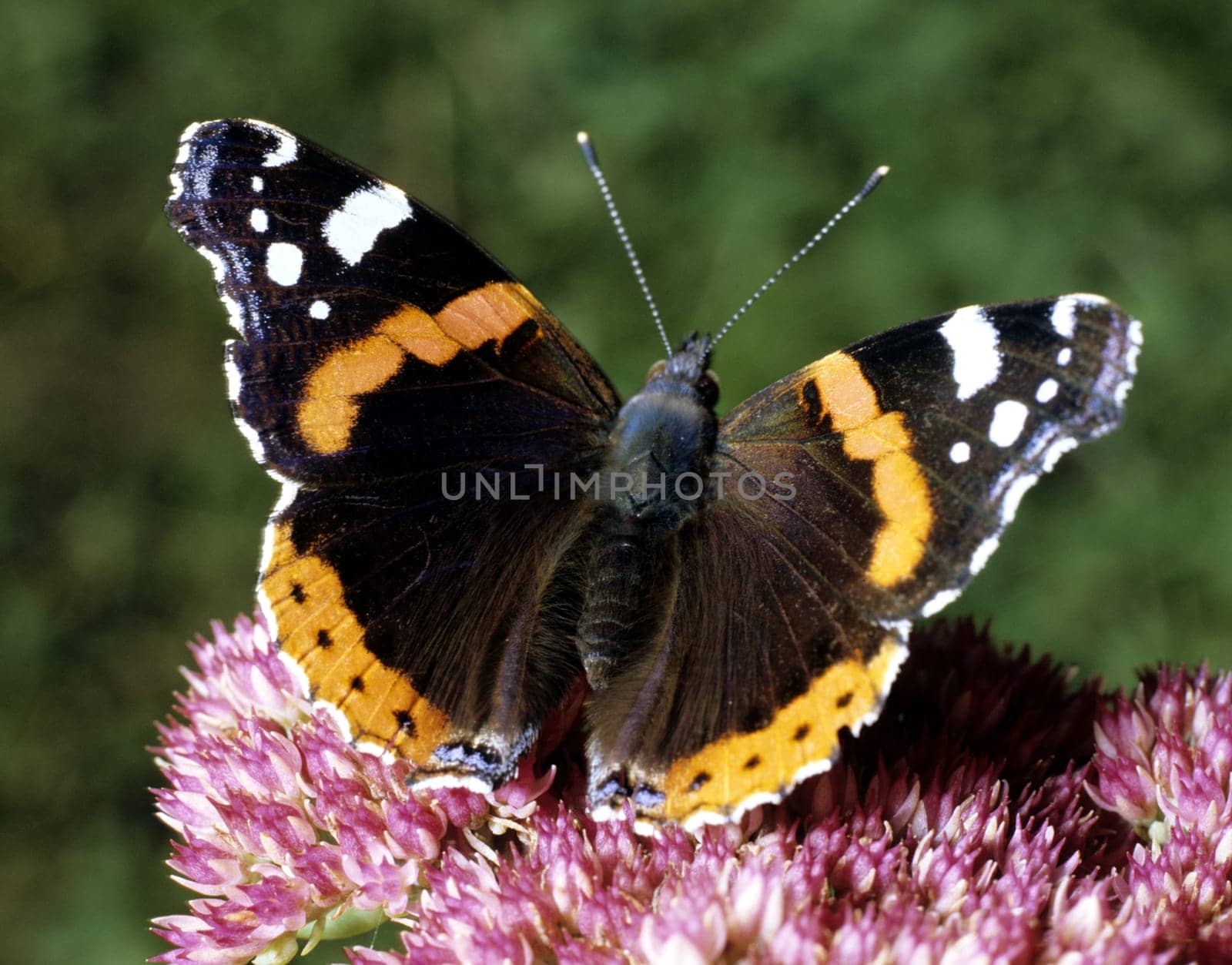Admiral, Vanessa atalanta, Schmetterling, Falter, Insekt.