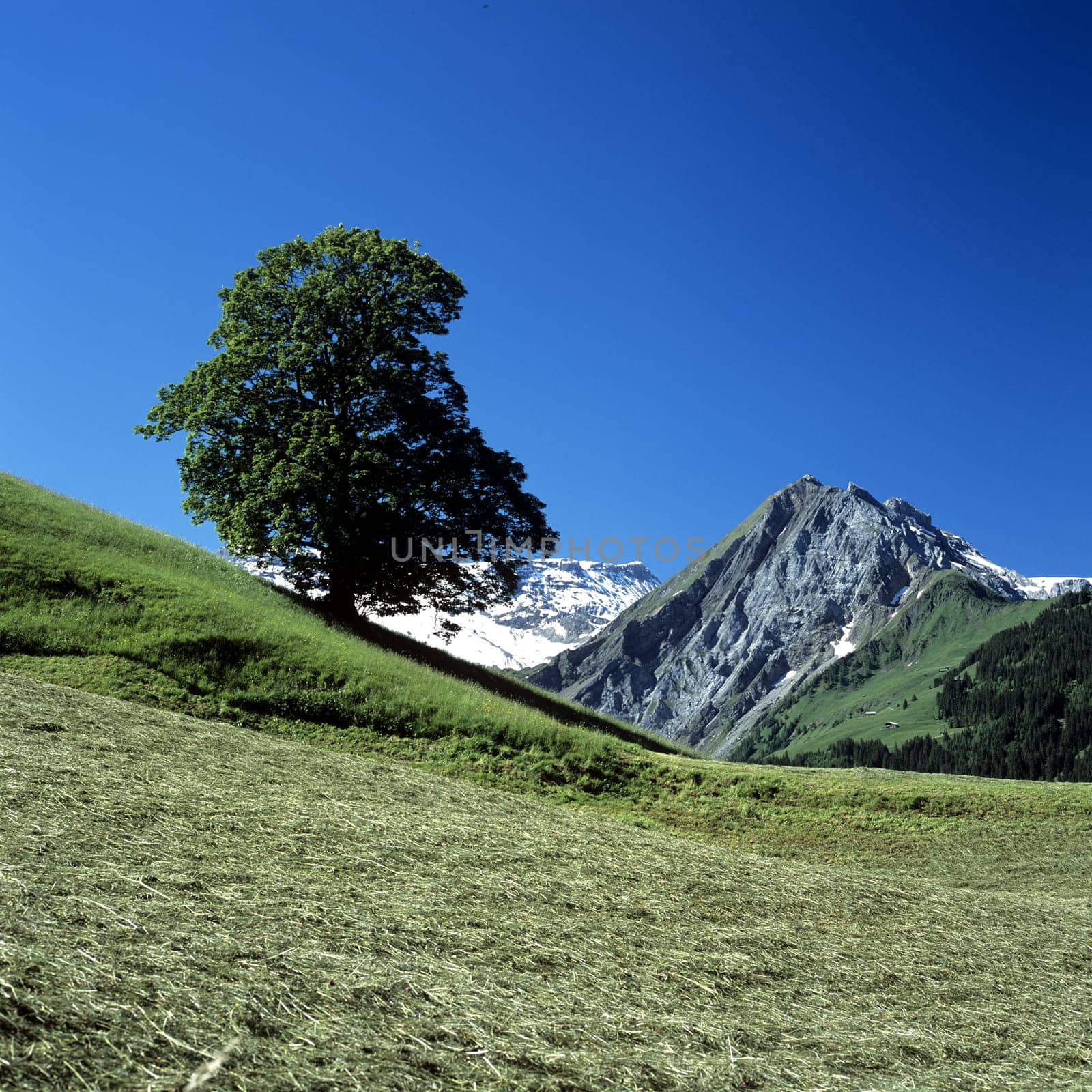Berglandschaft, Adelboden, Landschaft