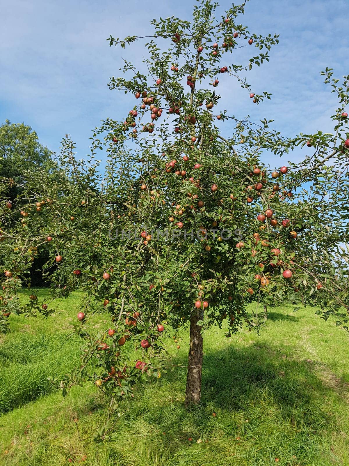 Adams Parmaene, Apfel, Malus, domestica
