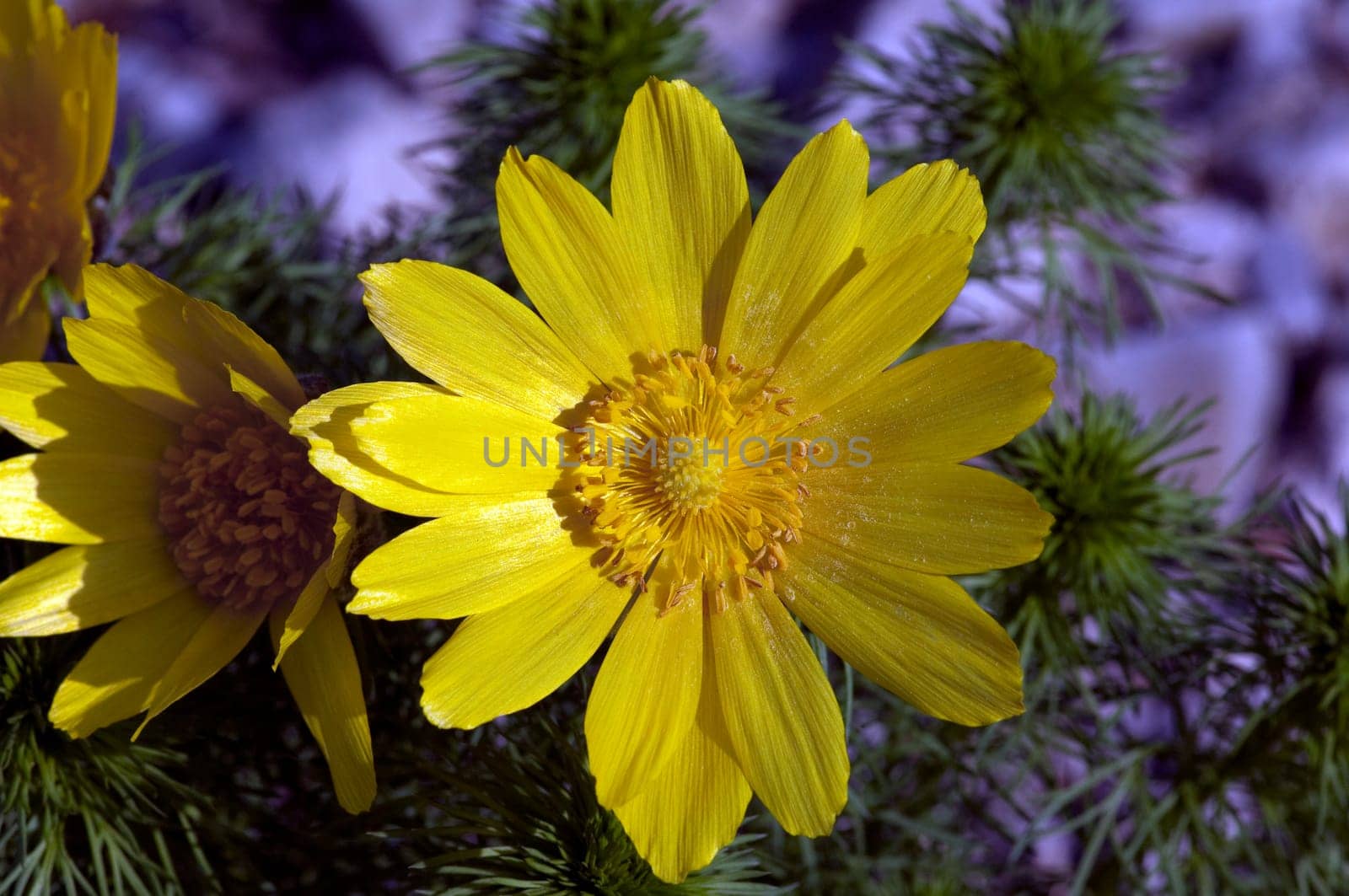Fruehlings-Adonisroeschen, Adonisroeschen, Adonis, Vernalis