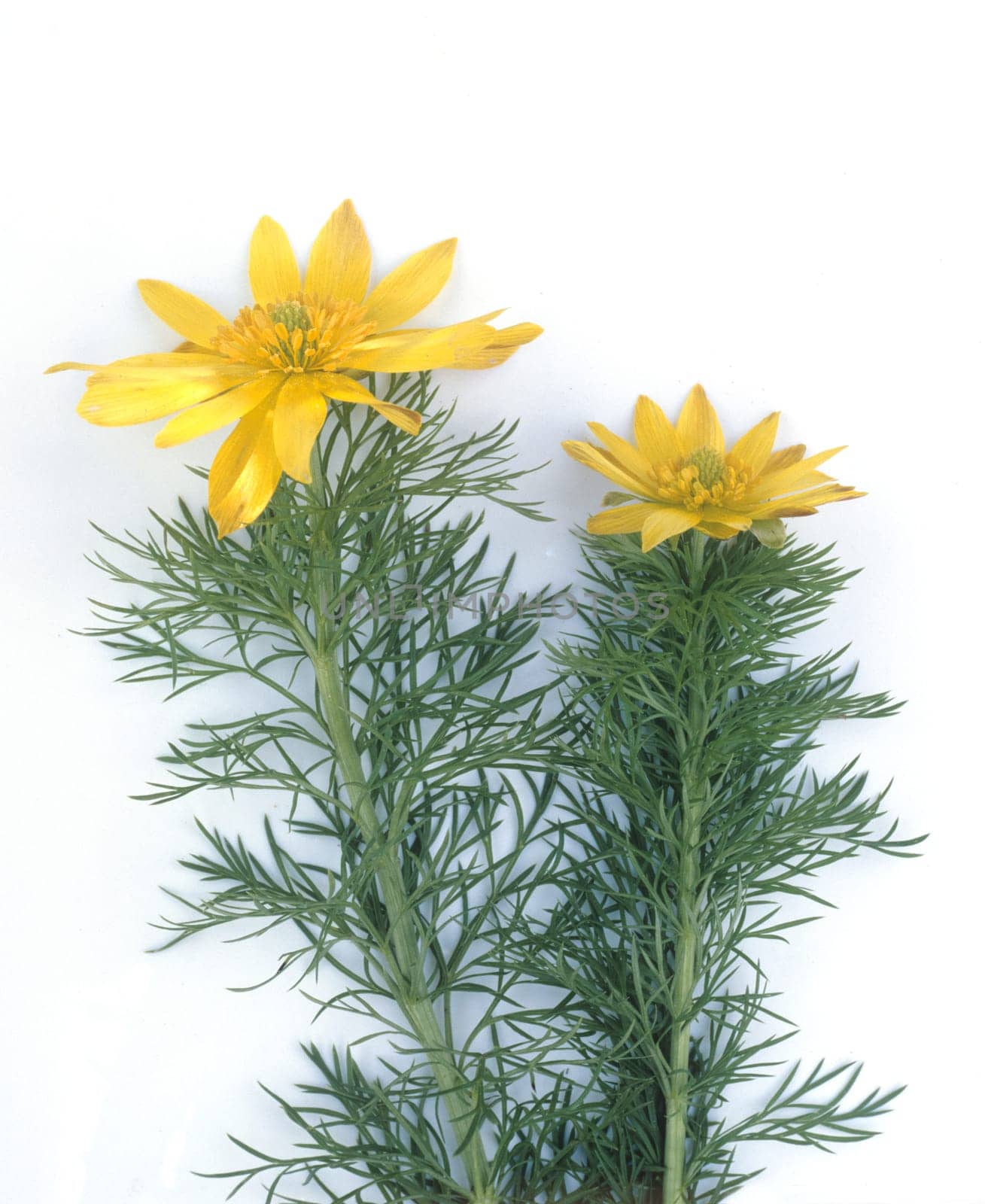 Fruehlings-Adonisroeschen, Adonis, Vernalis