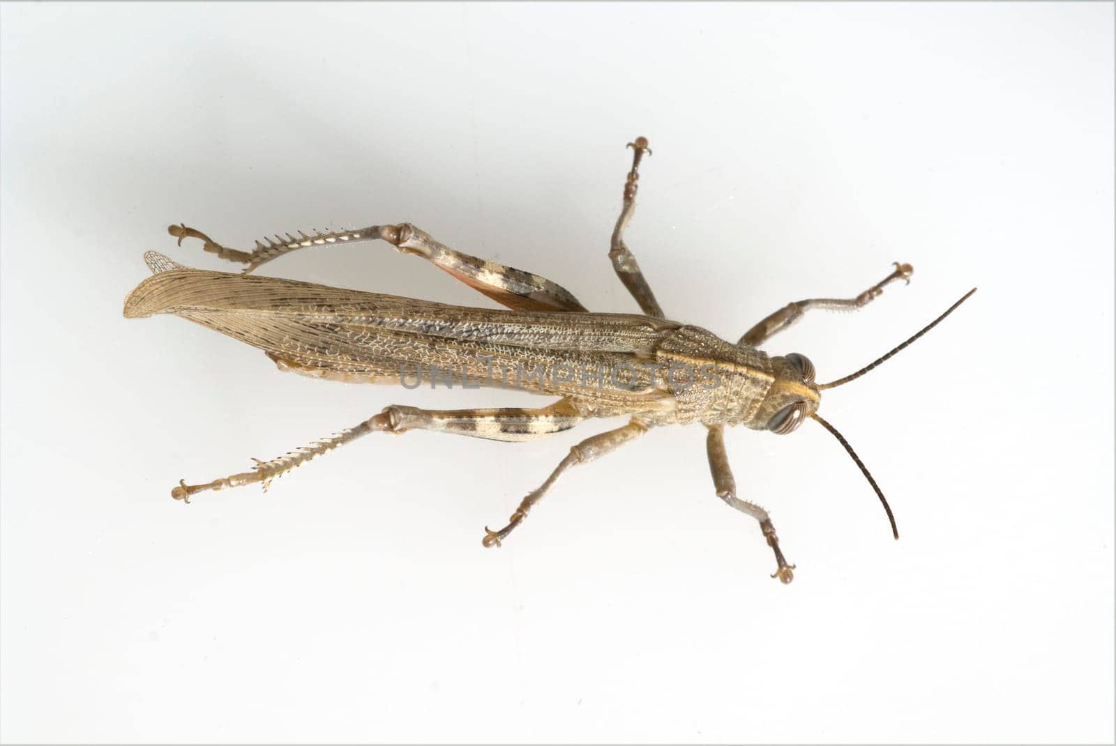 Aegyptische, Wanderheuschrecke, Anacridium