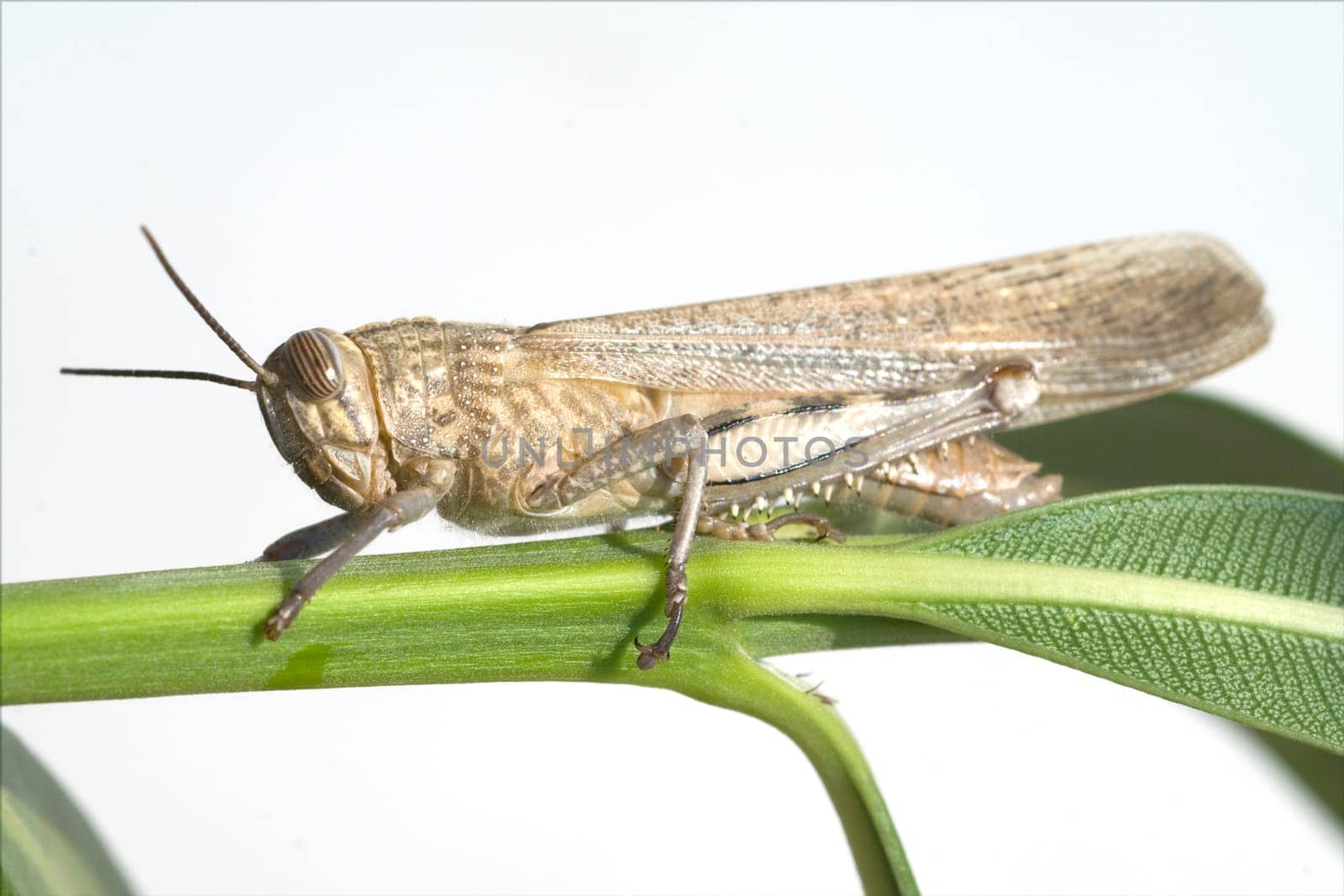Aegyptische, Wanderheuschrecke, Anacridium
