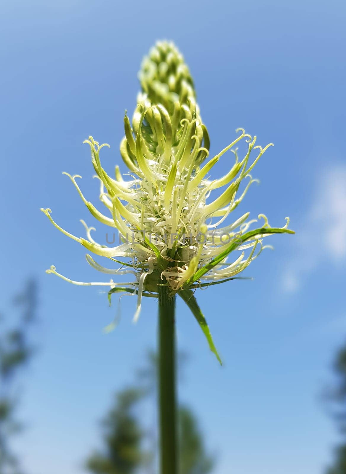 Aehrige Teufelskralle ist eine wild wachsende Blume mit weissen Blueten. spiked Devil's Claw is a wild flower with white flowers.