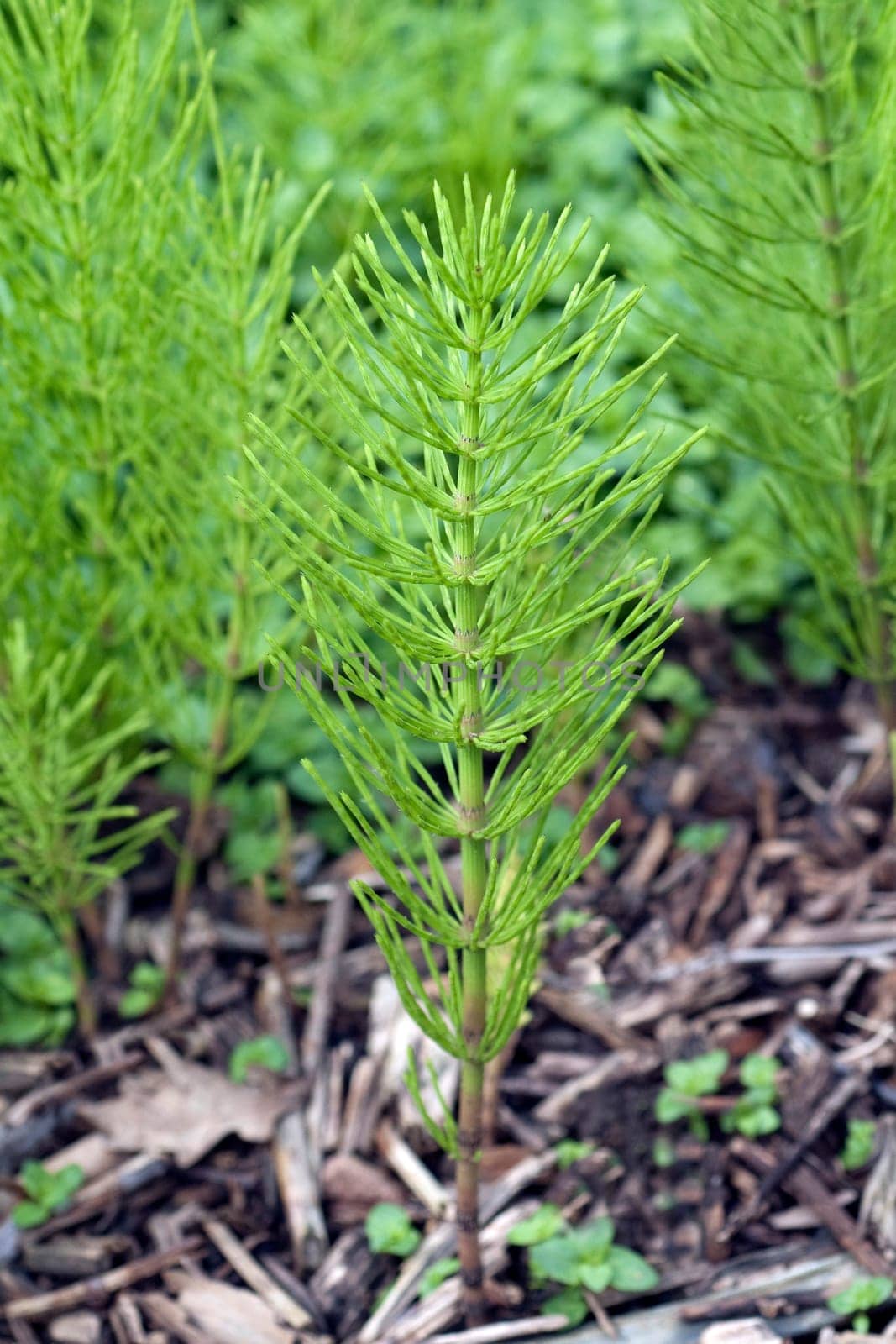 Ackerschachtelhalm  Equisetum  arvense