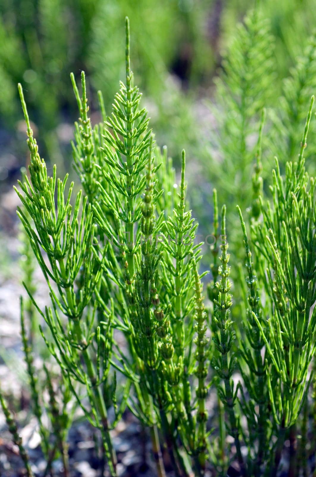 Ackerschachtelhalm  Equisetum arvense