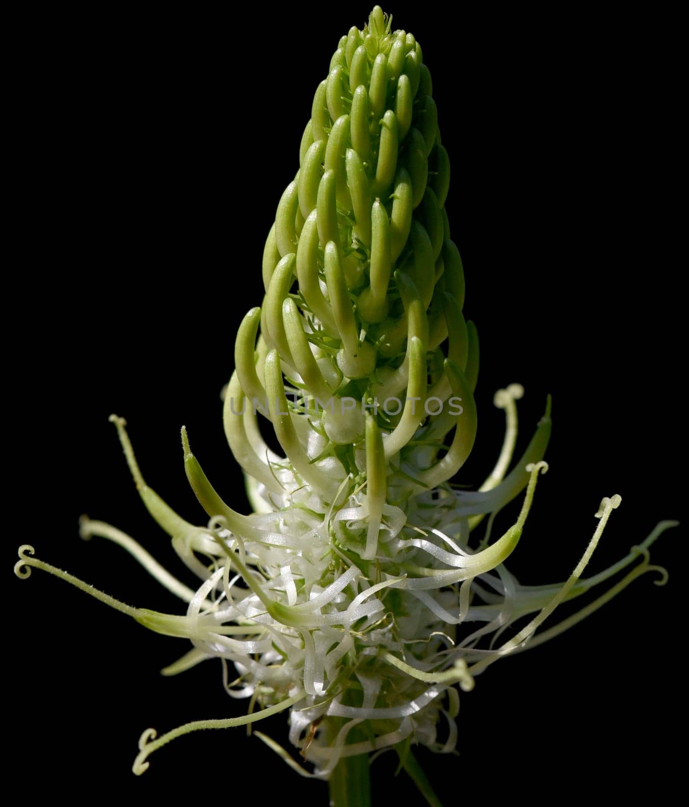 Aehrige, Teufelskralle, Aehrige Rapunzel, Phyteuma, spicatum