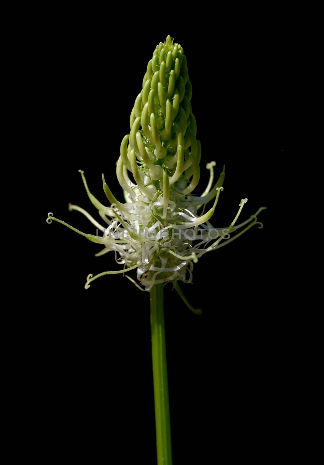Aehrige, Teufelskralle, Aehrige Rapunzel, Phyteuma, spicatum
