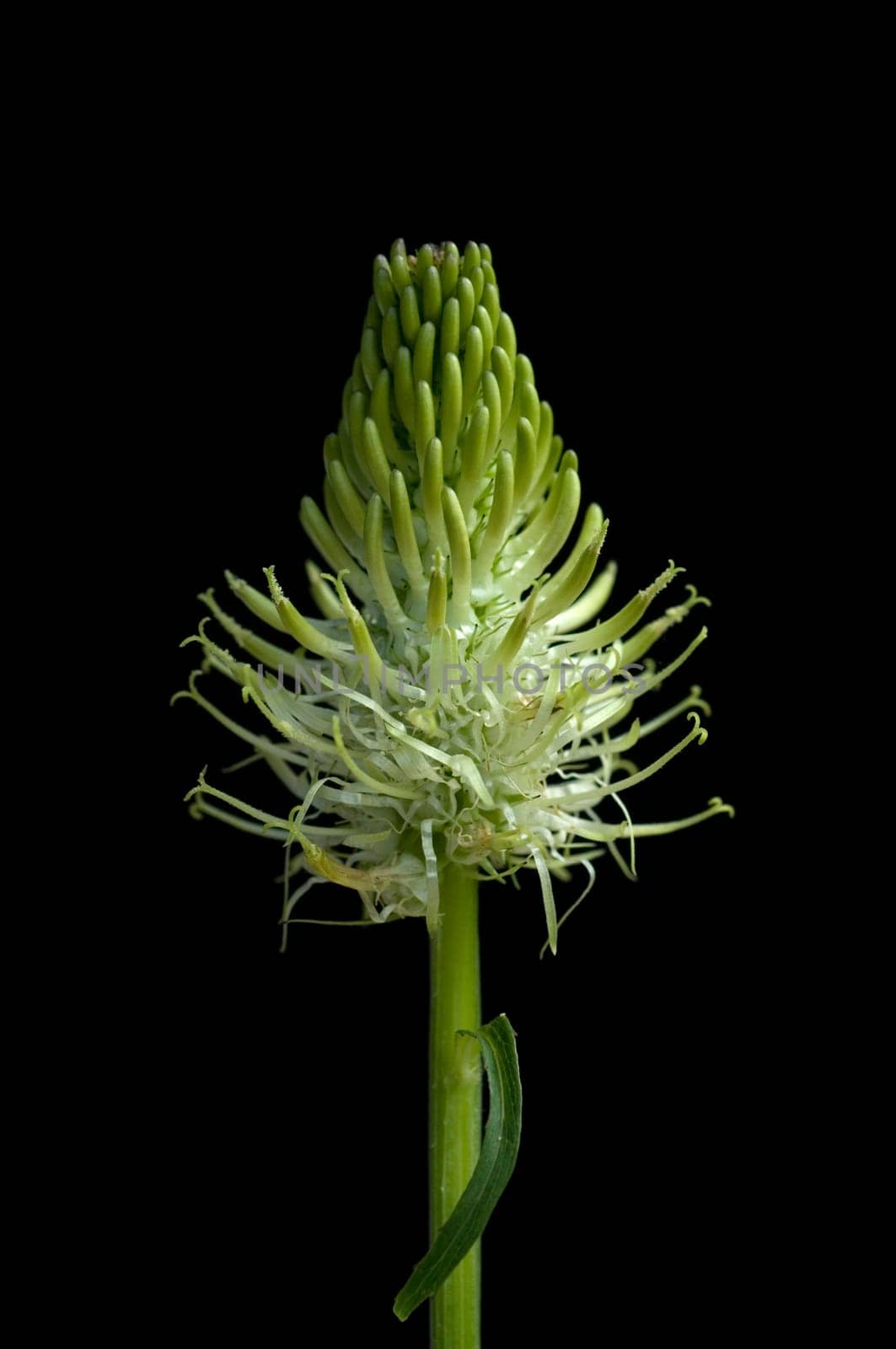 Aehrige Teufelskralle  Phyteuma spicatum