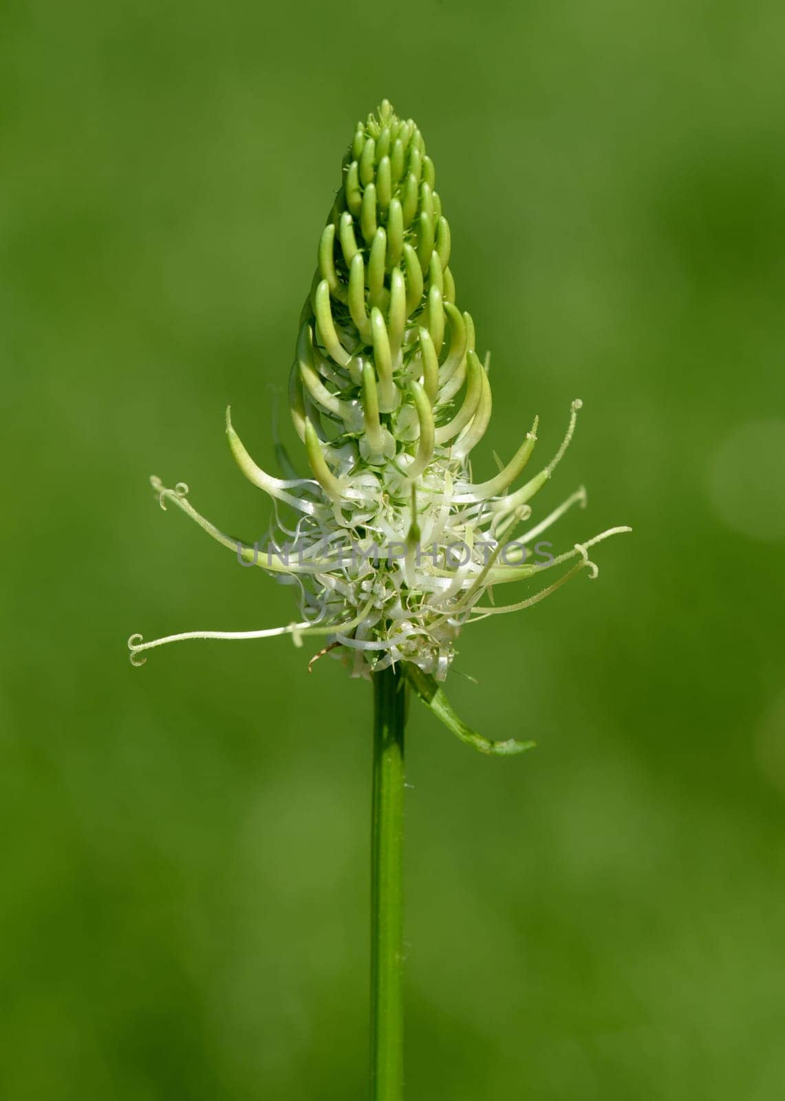 Aehrige, Teufelskralle, Aehrige Rapunzel, Phyteuma, spicatum