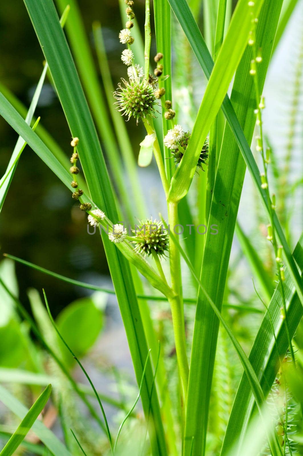 Aestiger Igelkolben  Sparganium erectum